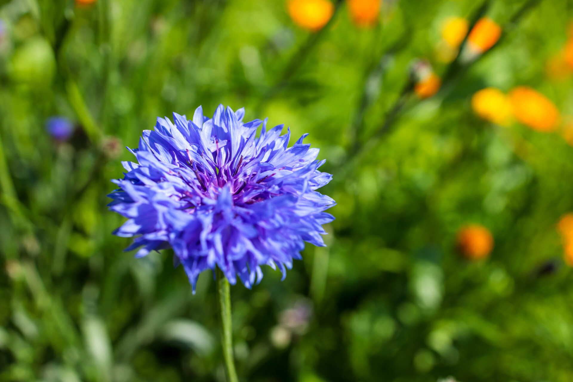 Cornflower in a wild meadow