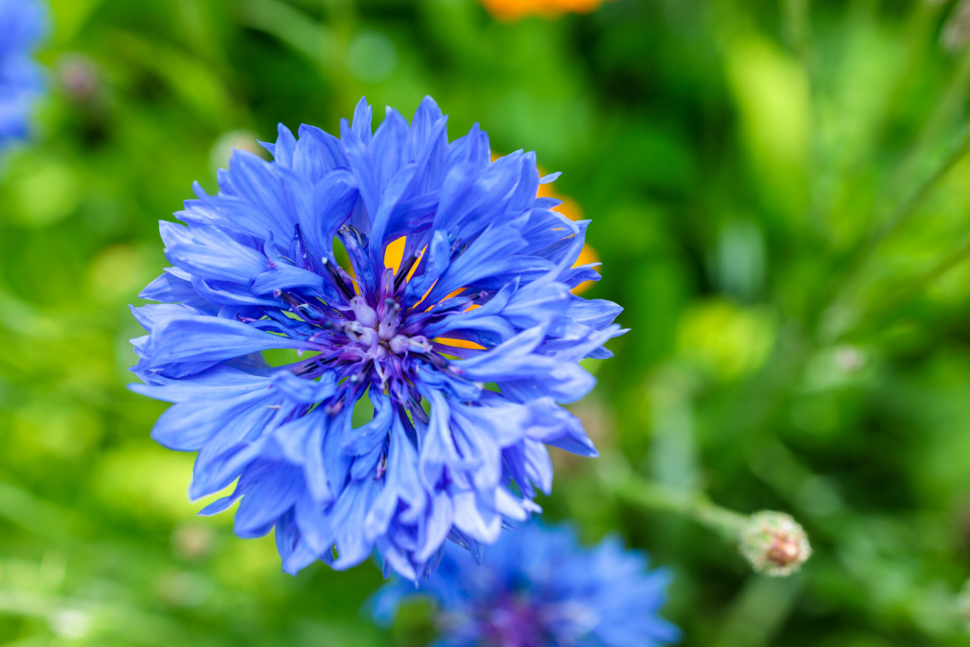 Close-up of a cornflower