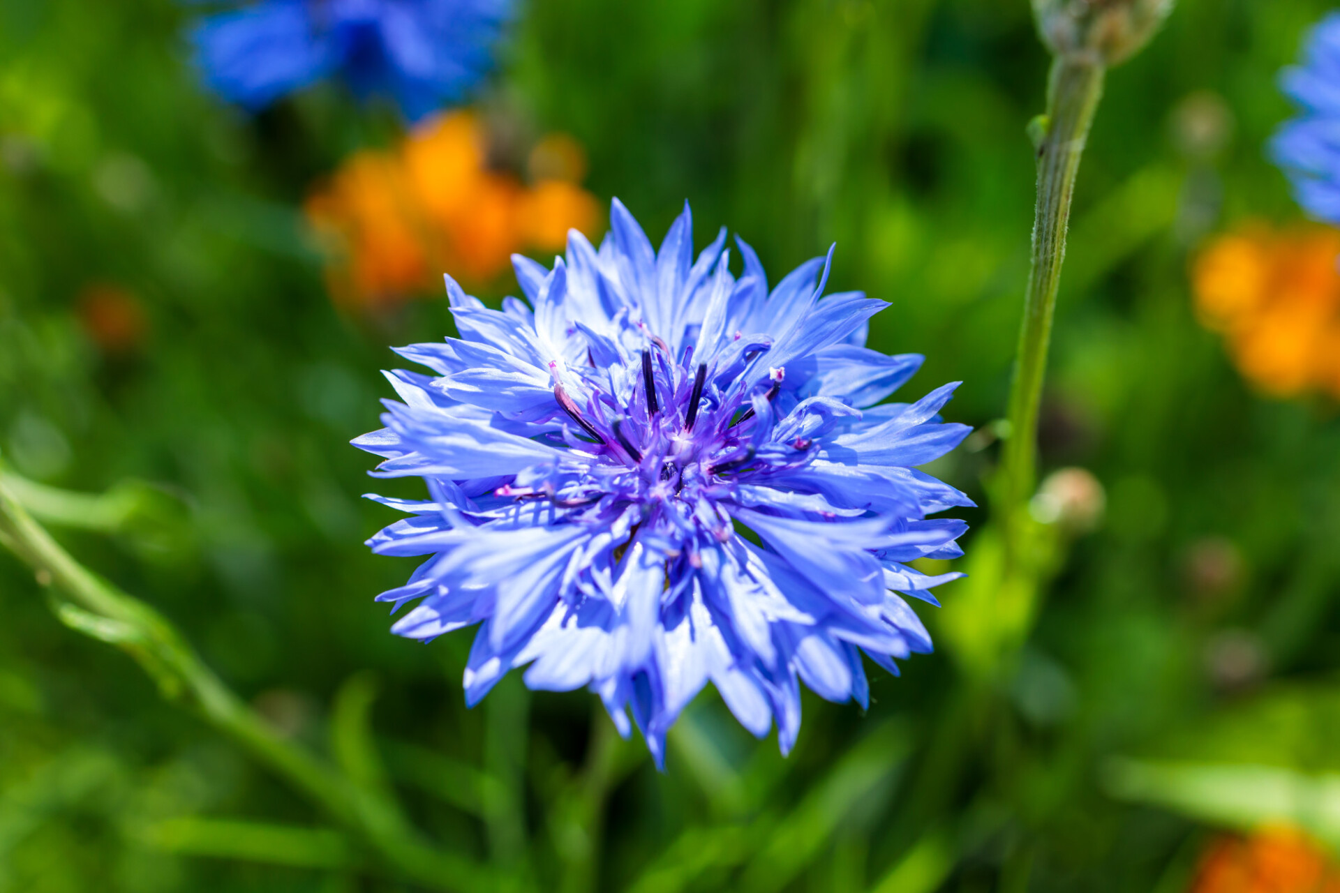 Close-up of a blue cornflower