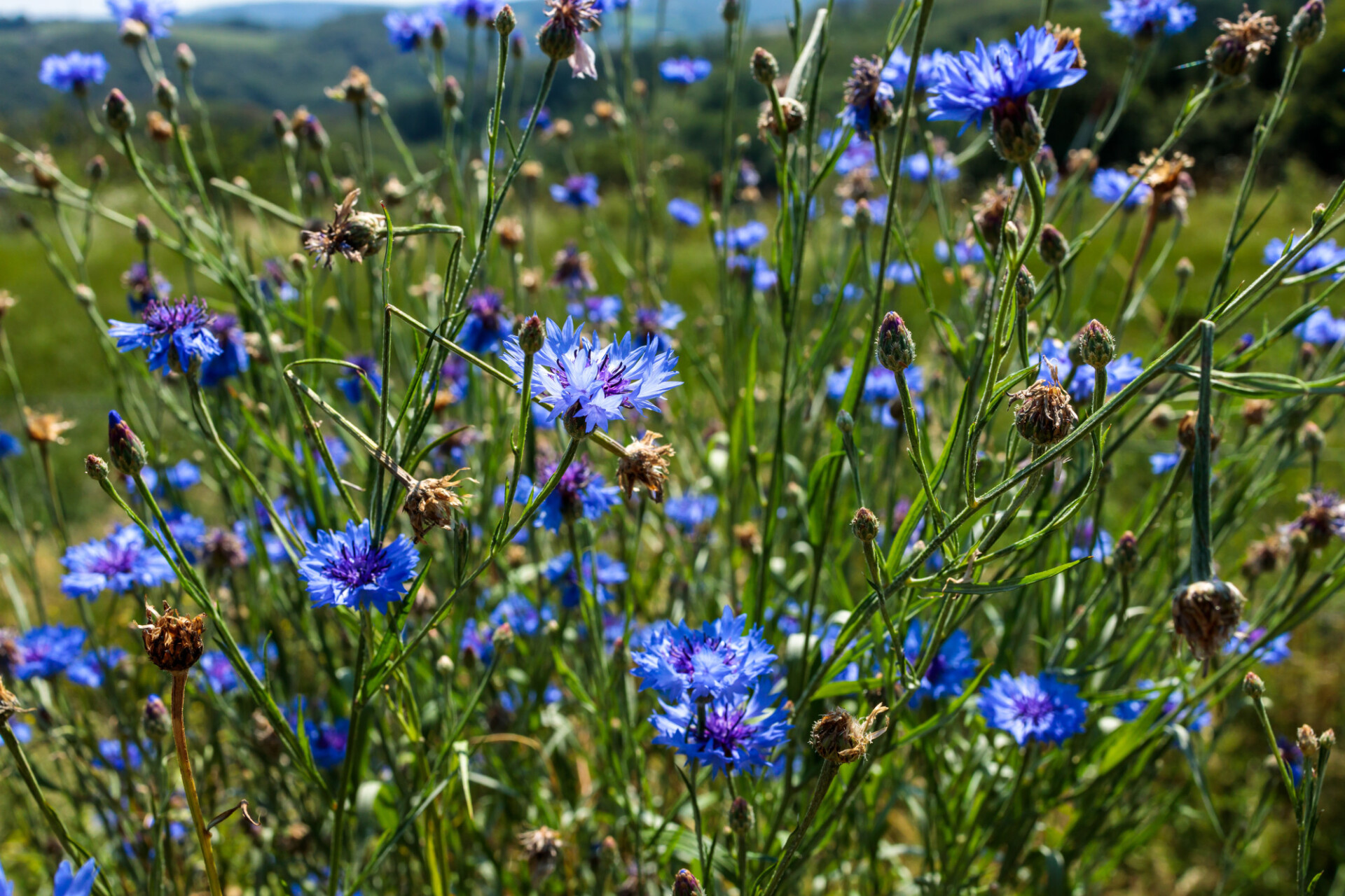 Cornflowers Flowerbed