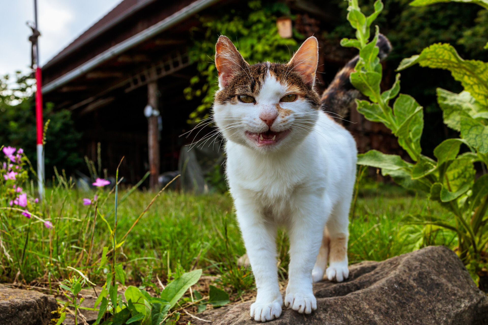 Hungry cat meows