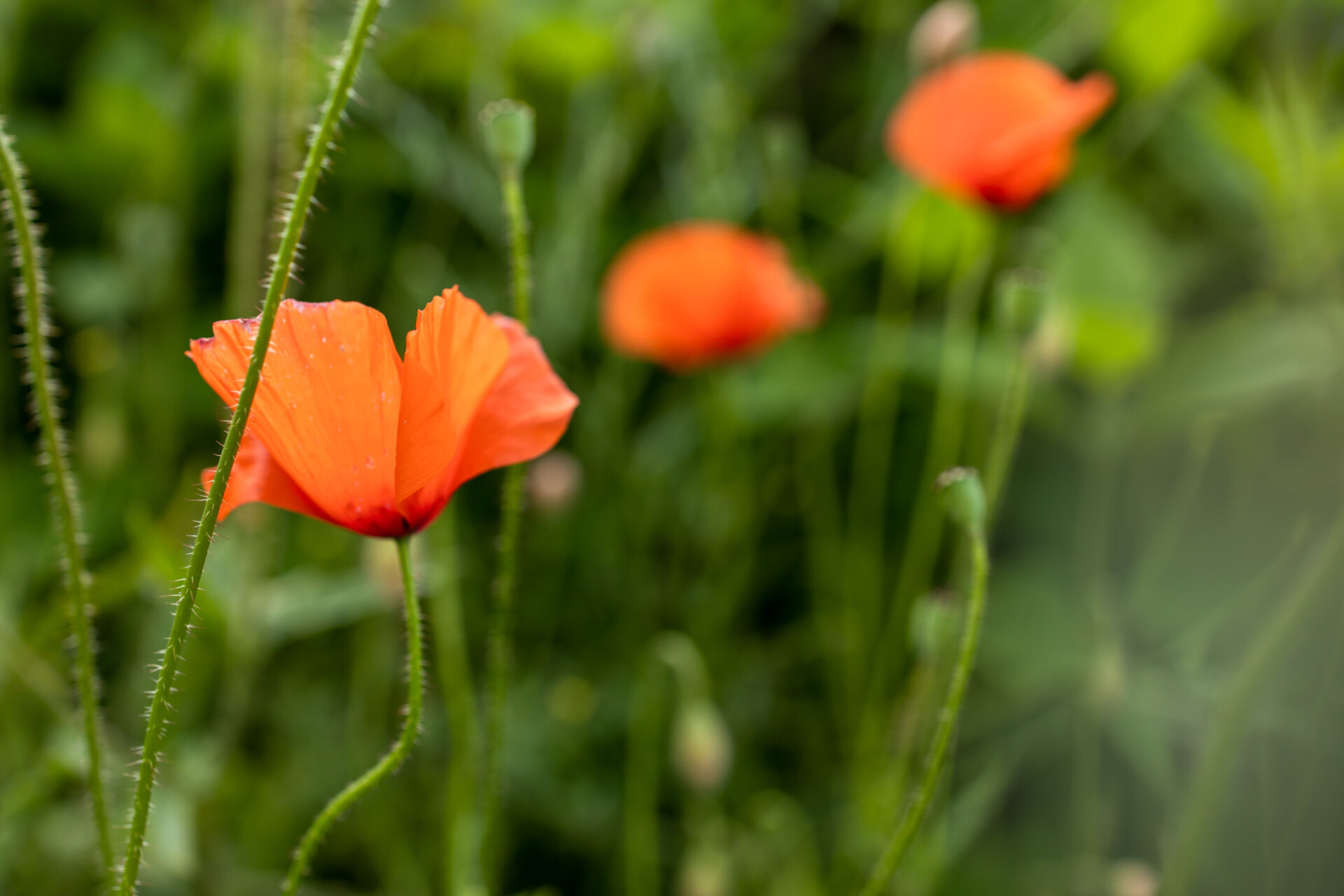 Pretty poppy in a meadow