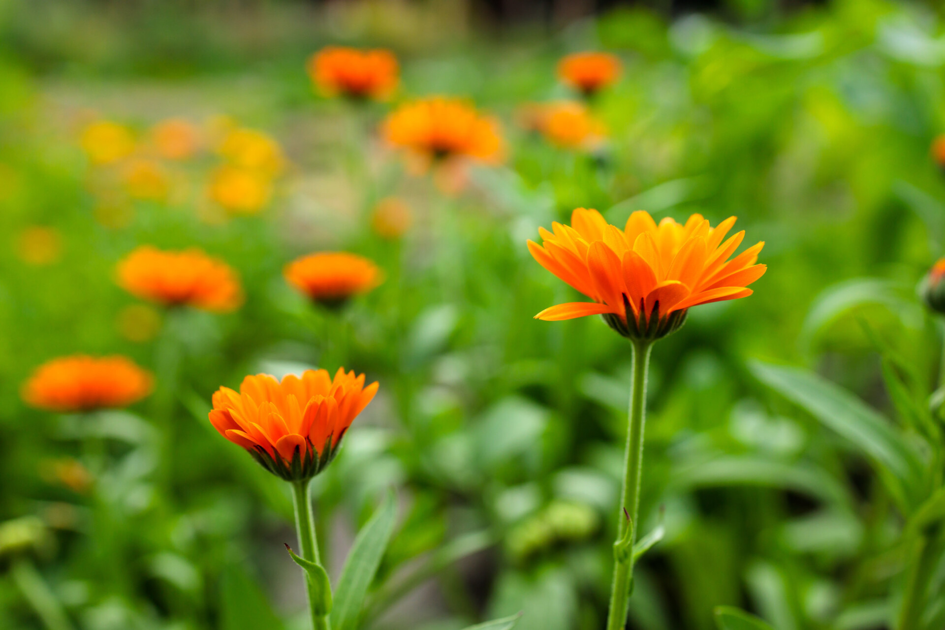 Orange marigolds