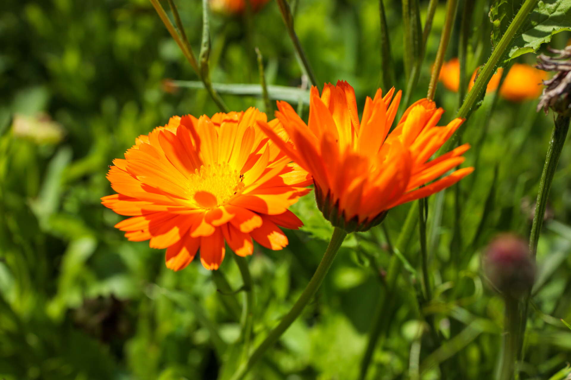 Two pretty marigolds in the summer sun