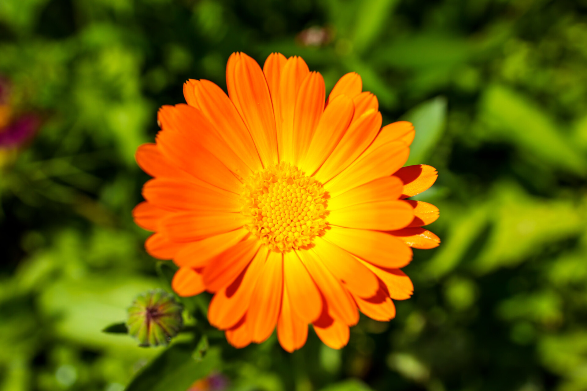 Orange marigold shines in the summer sun - view from above