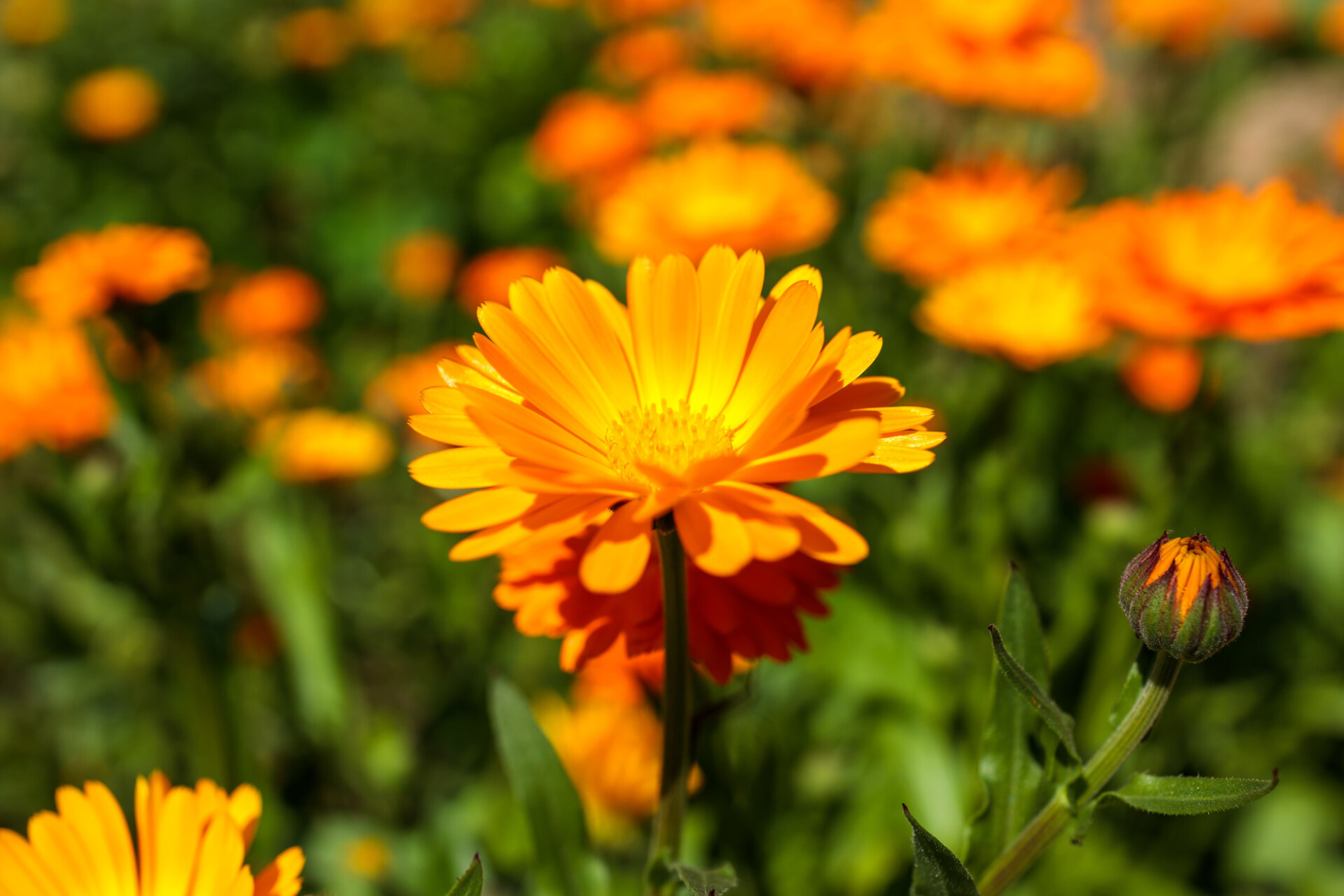 Marigold spreads out its petals