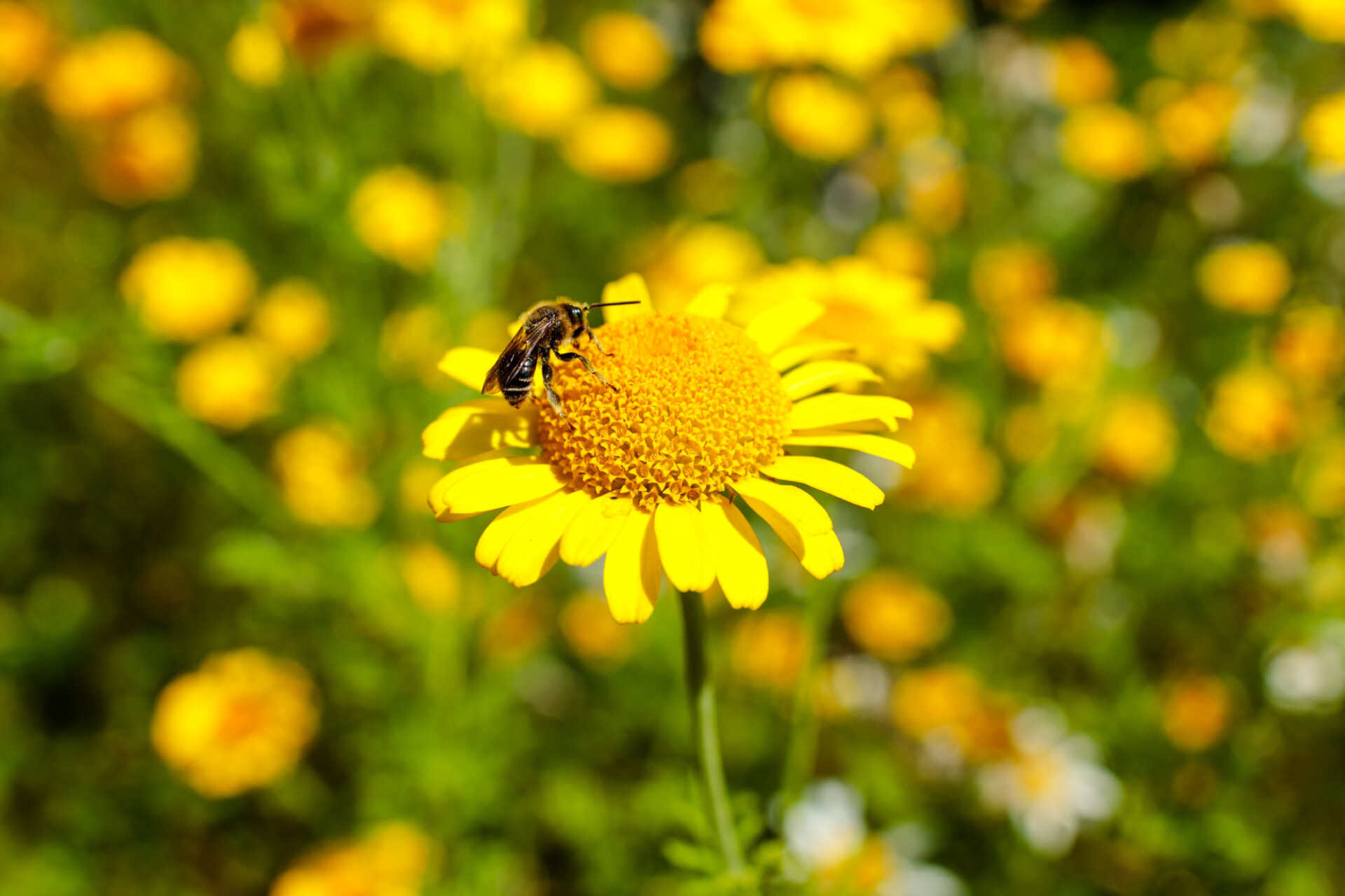 Bee on a golden marguerite