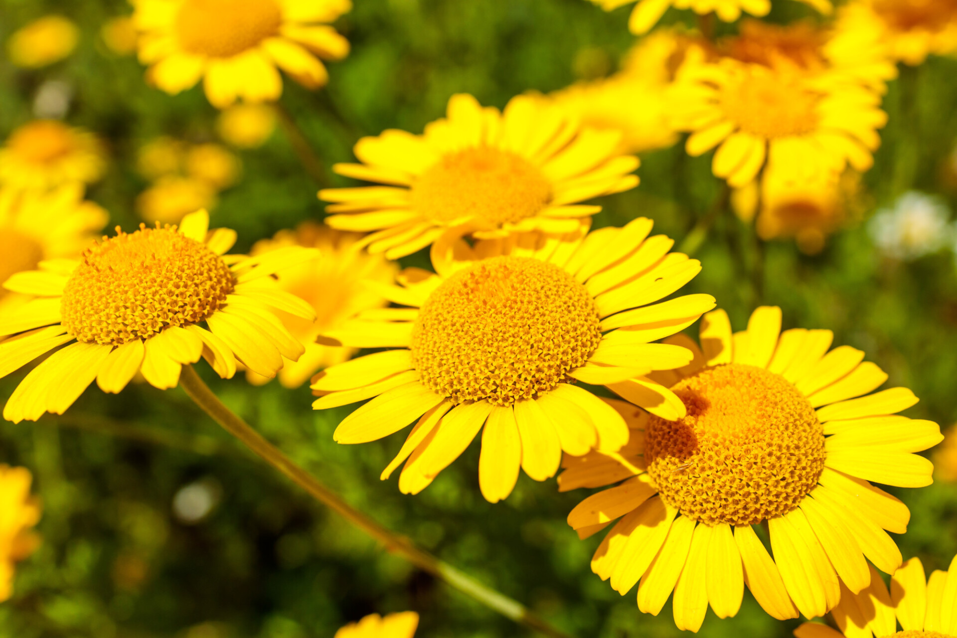 Cota tinctoria, the golden marguerite, yellow chamomile, or oxeye chamomile