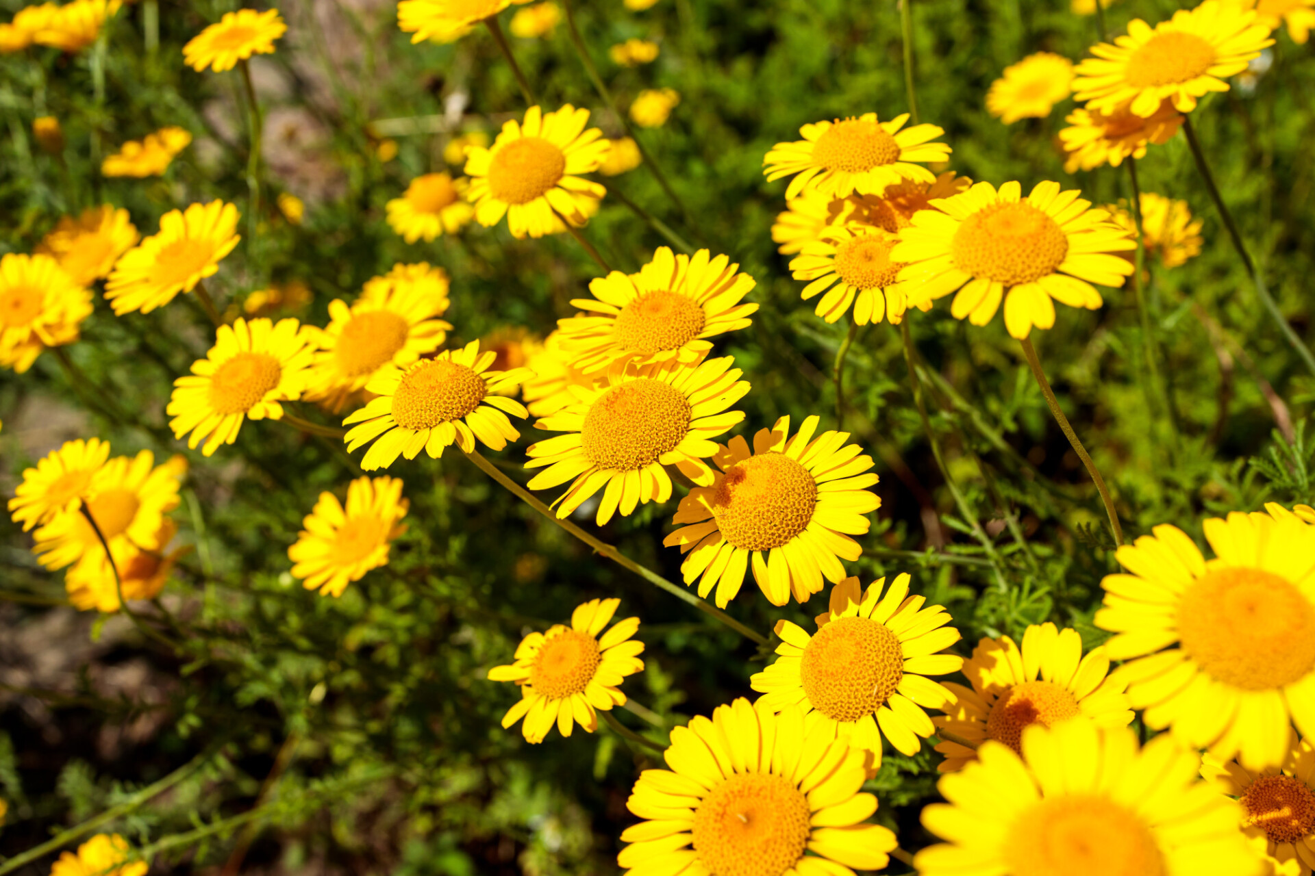 Cota tinctoria, the golden marguerite