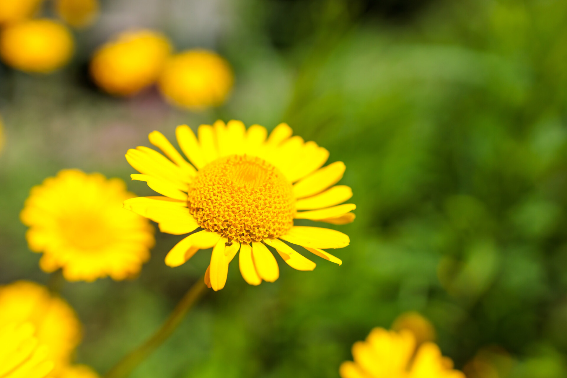 yellow chamomile, or oxeye chamomile