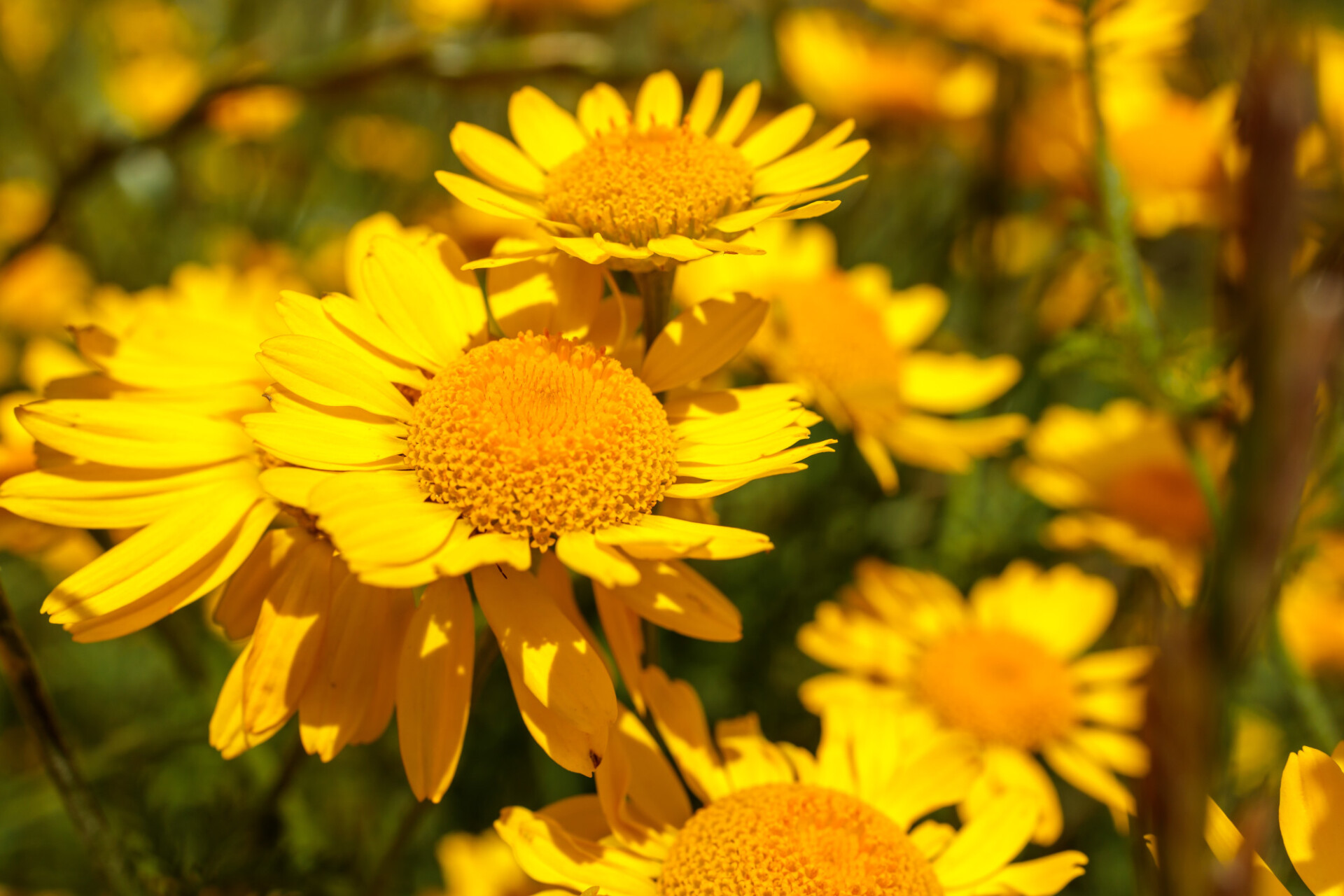 yellow chamomile flowers