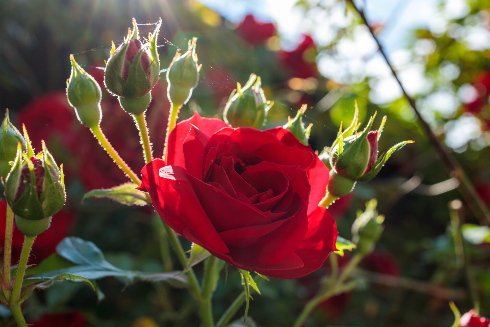 Red rose in the garden