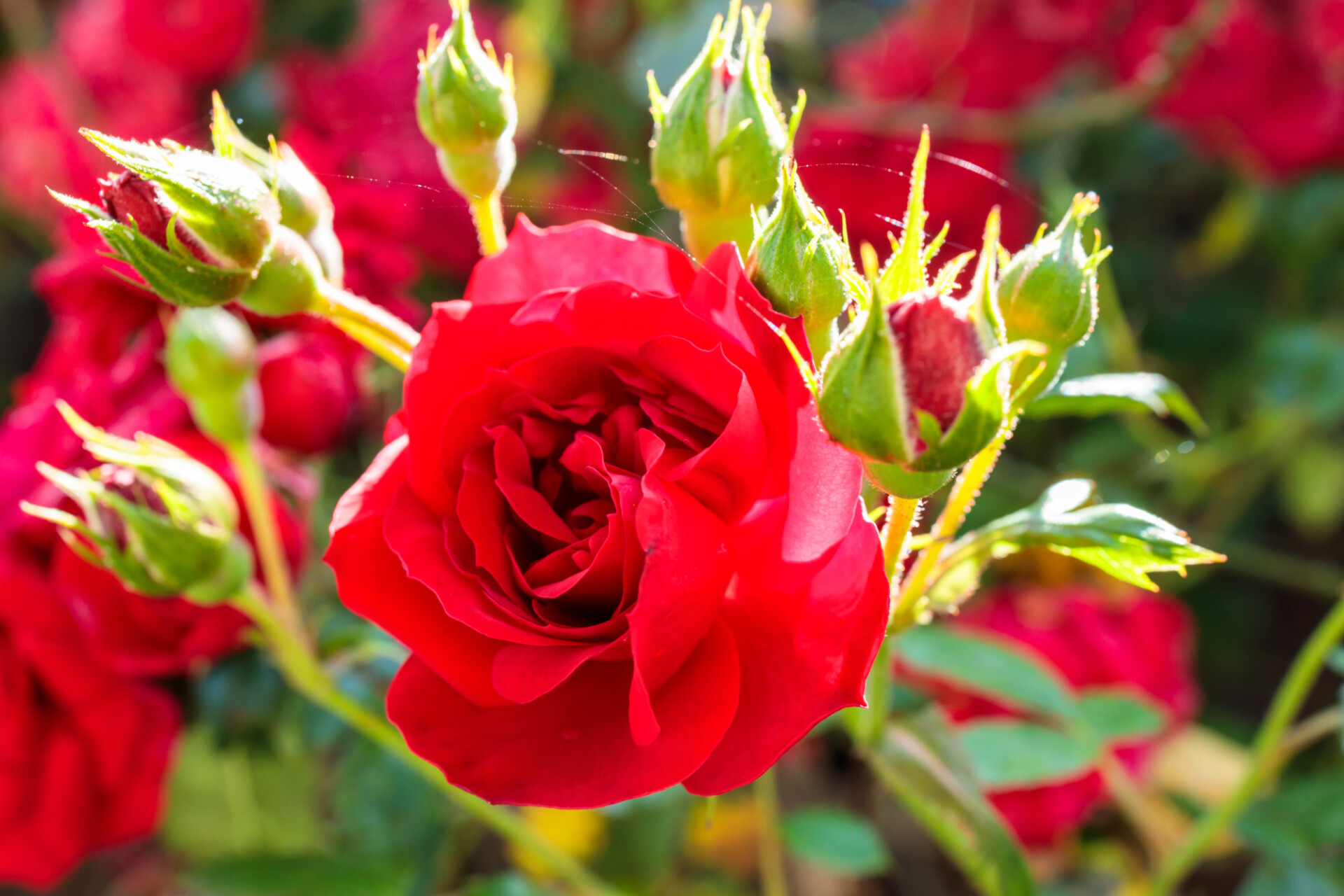 Red garden rose