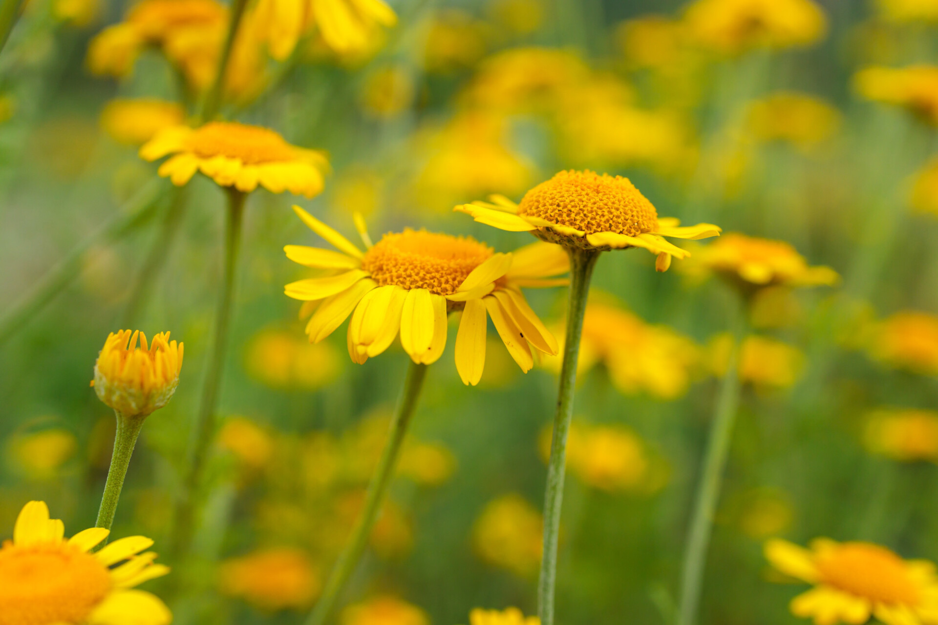 Yellow Chamomile Summer Flowers Background