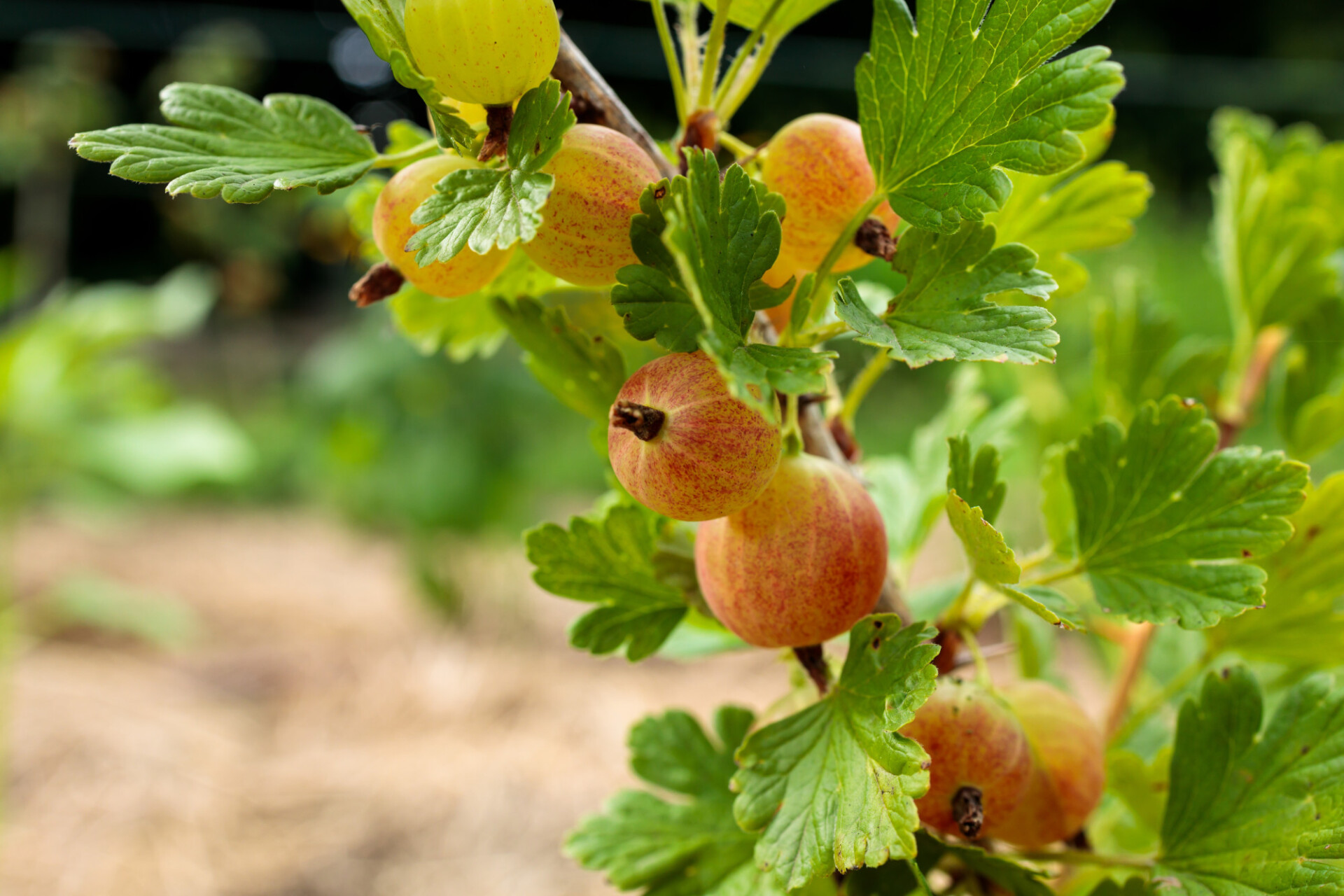 Gooseberries ripen in the summer sun