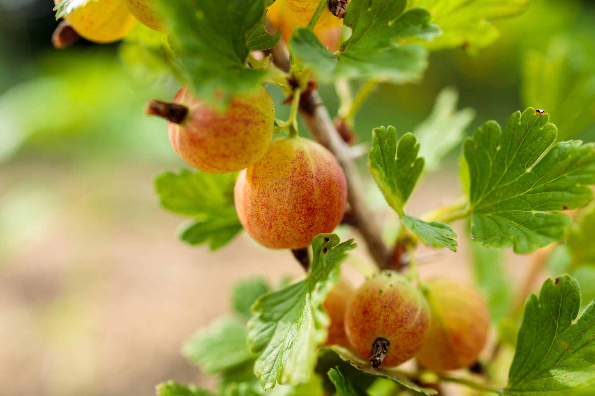 Gooseberries in nature