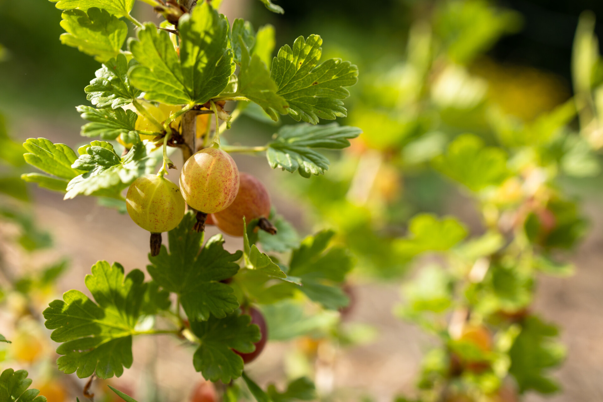 Gooseberry bush