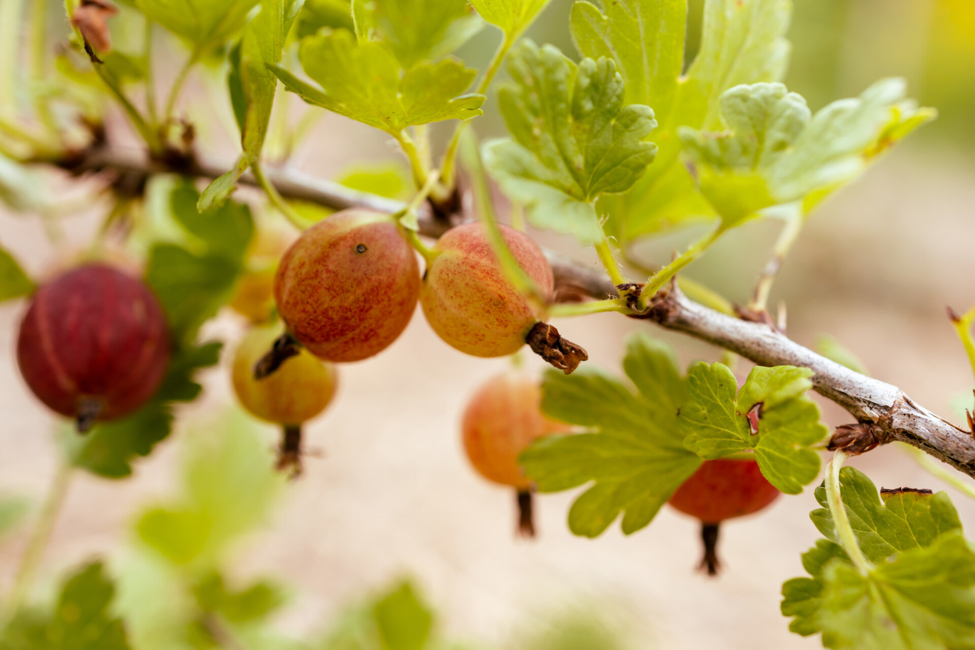 Ripening gooseberries