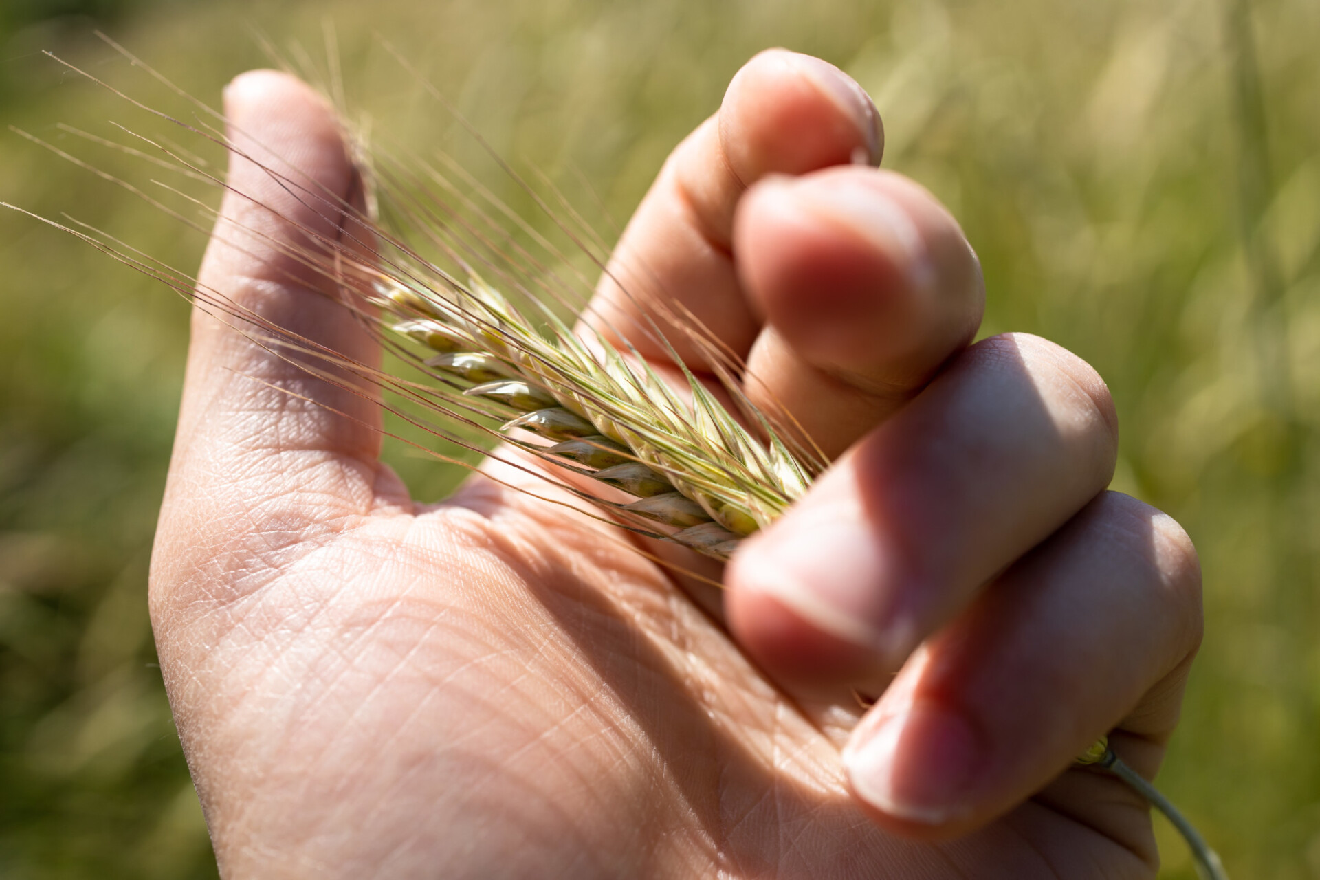 Ear of wheat in the hand