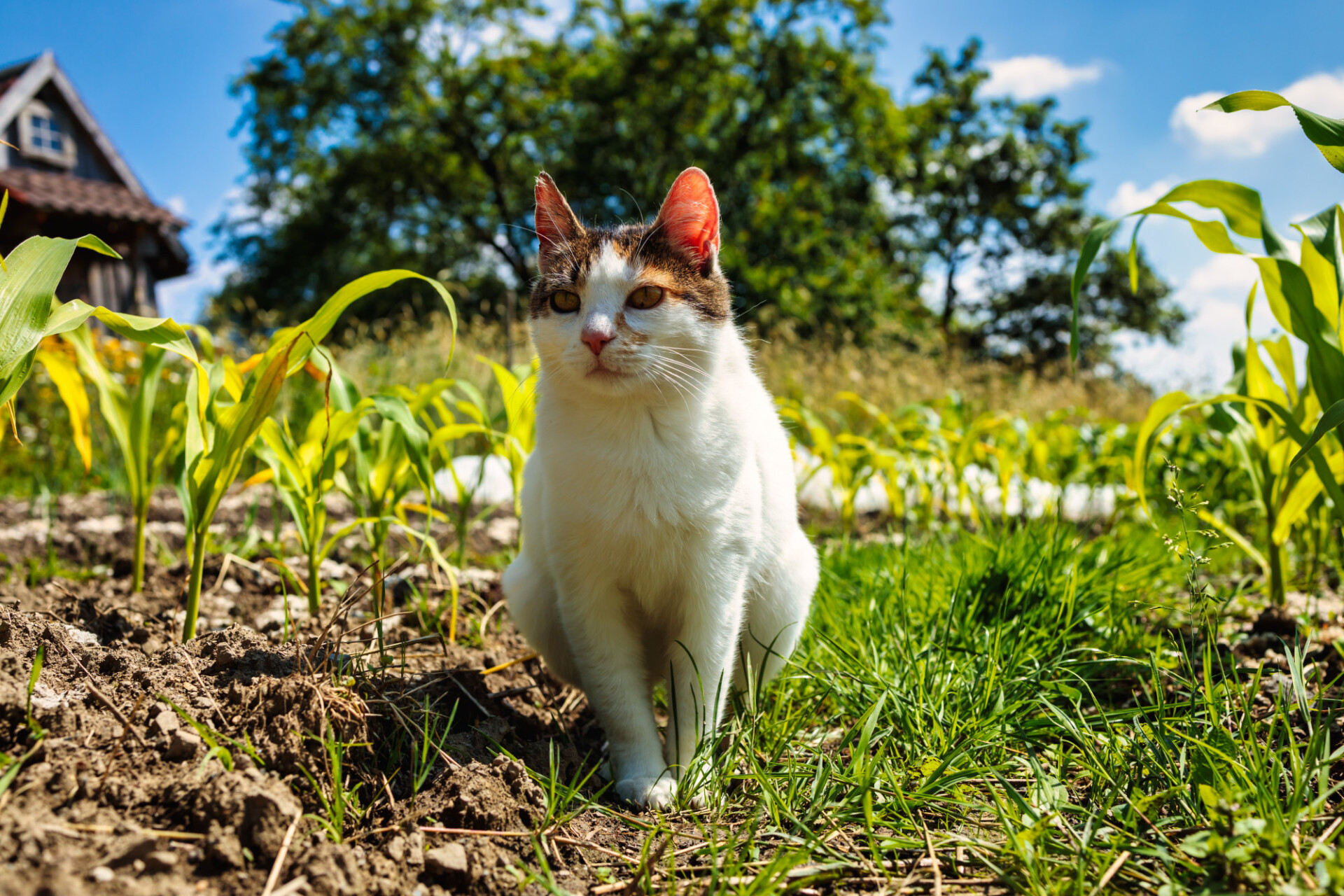 Domestic cat sitting in the garden