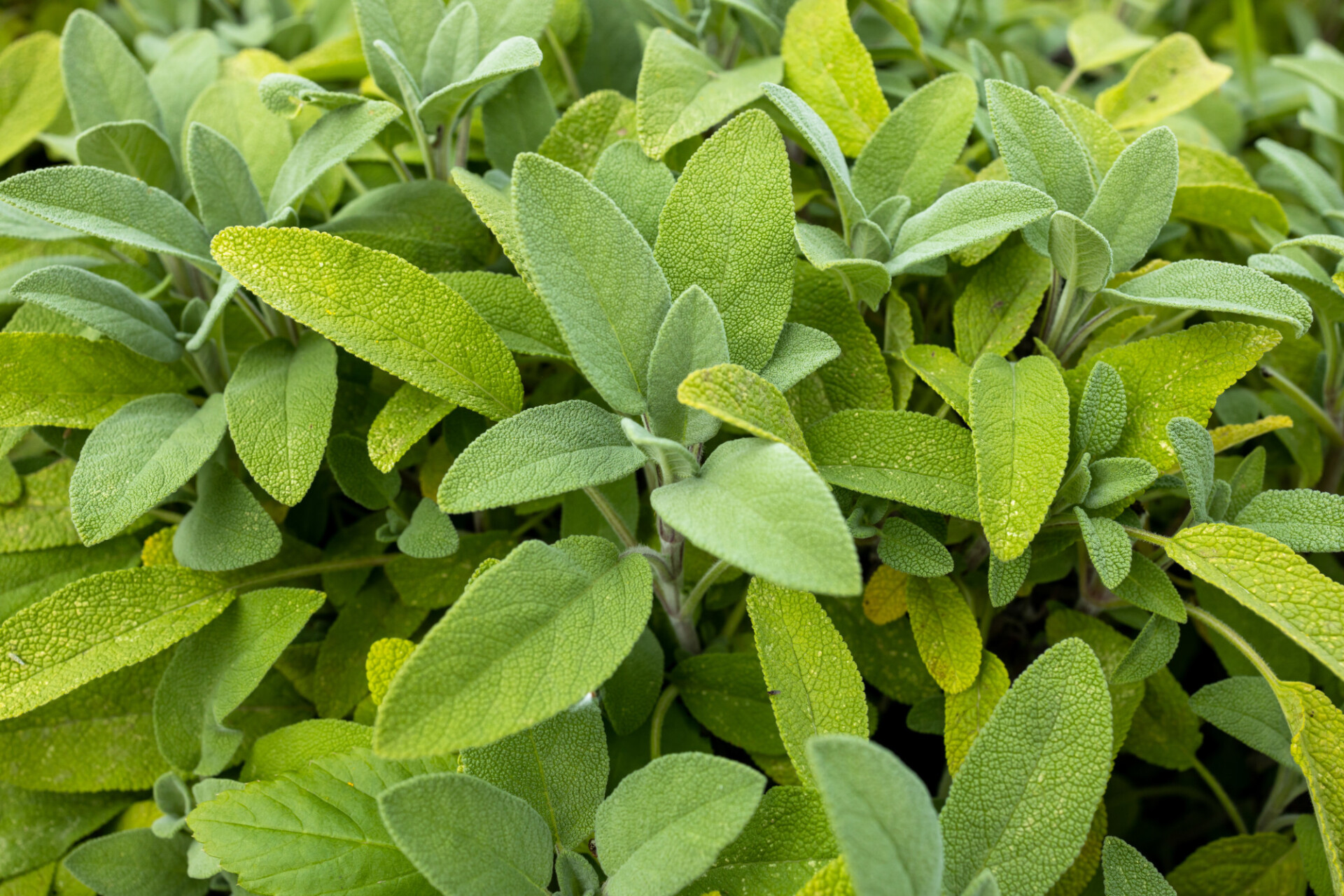 Sage in the herb garden