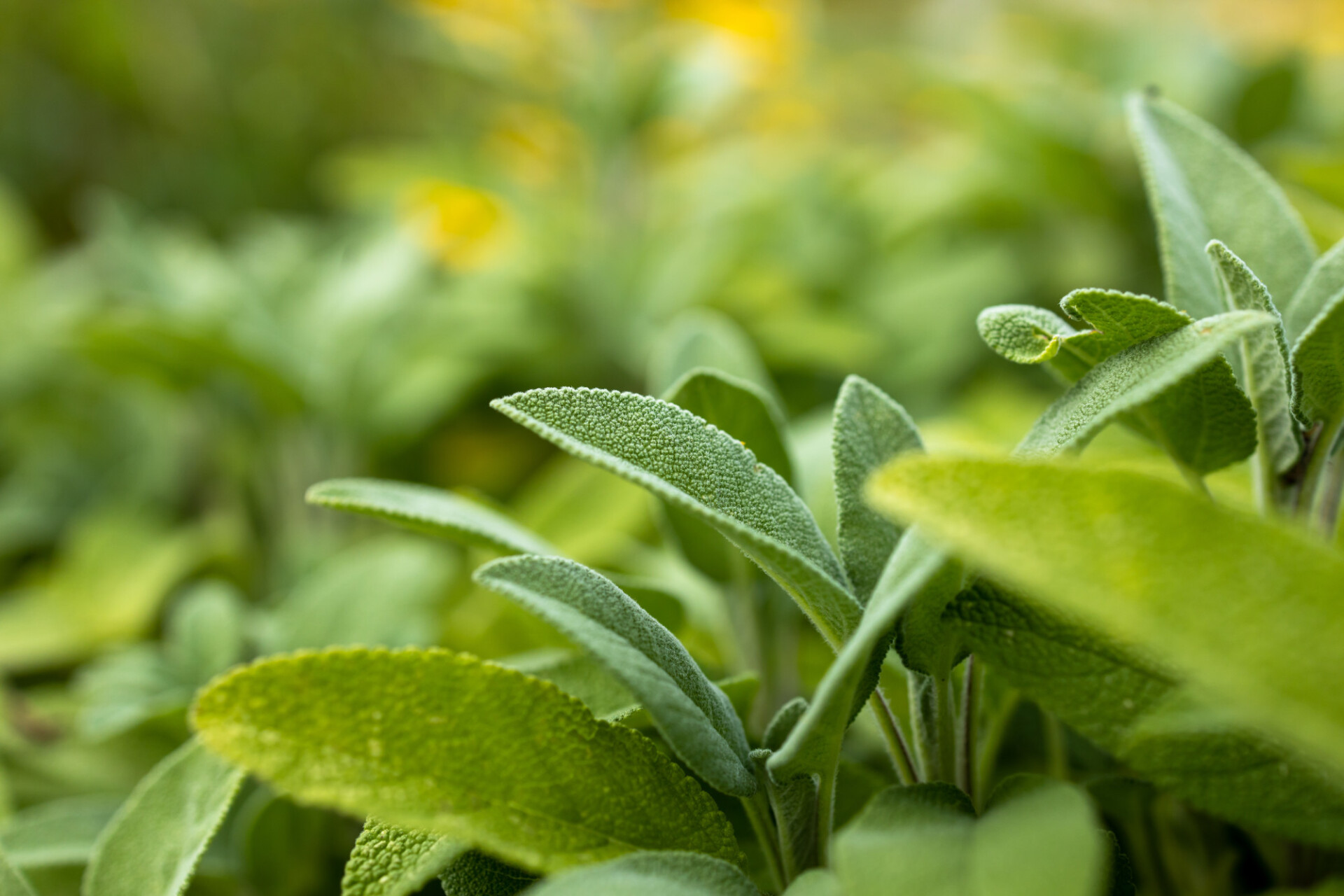 Sage growing wild