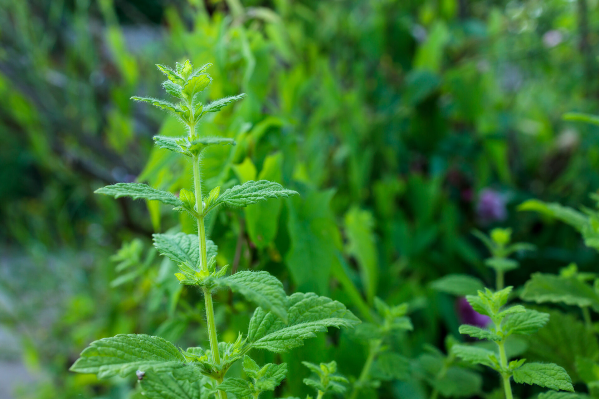 Lemon balm in the garden