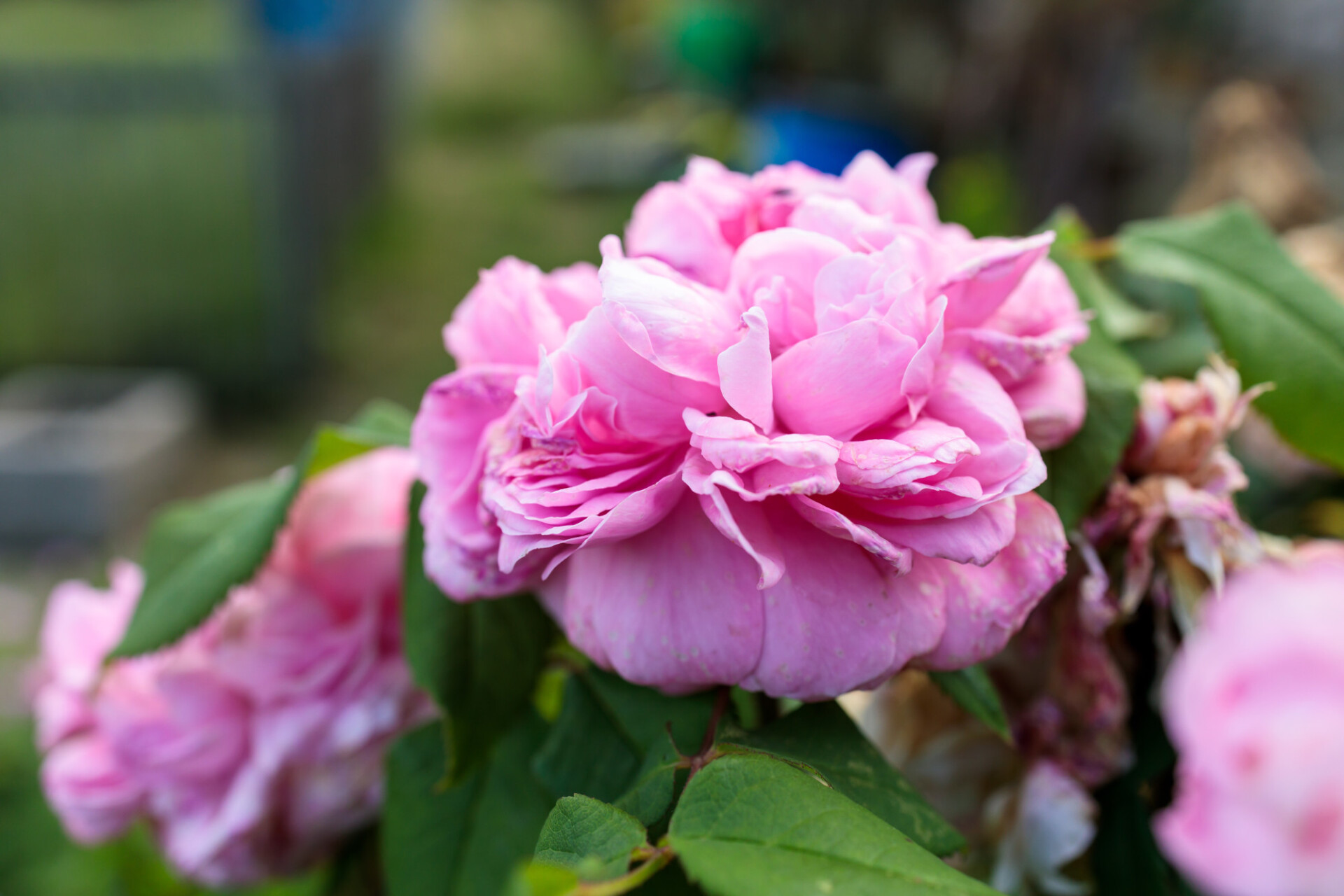 Pink Rose blooms in summer