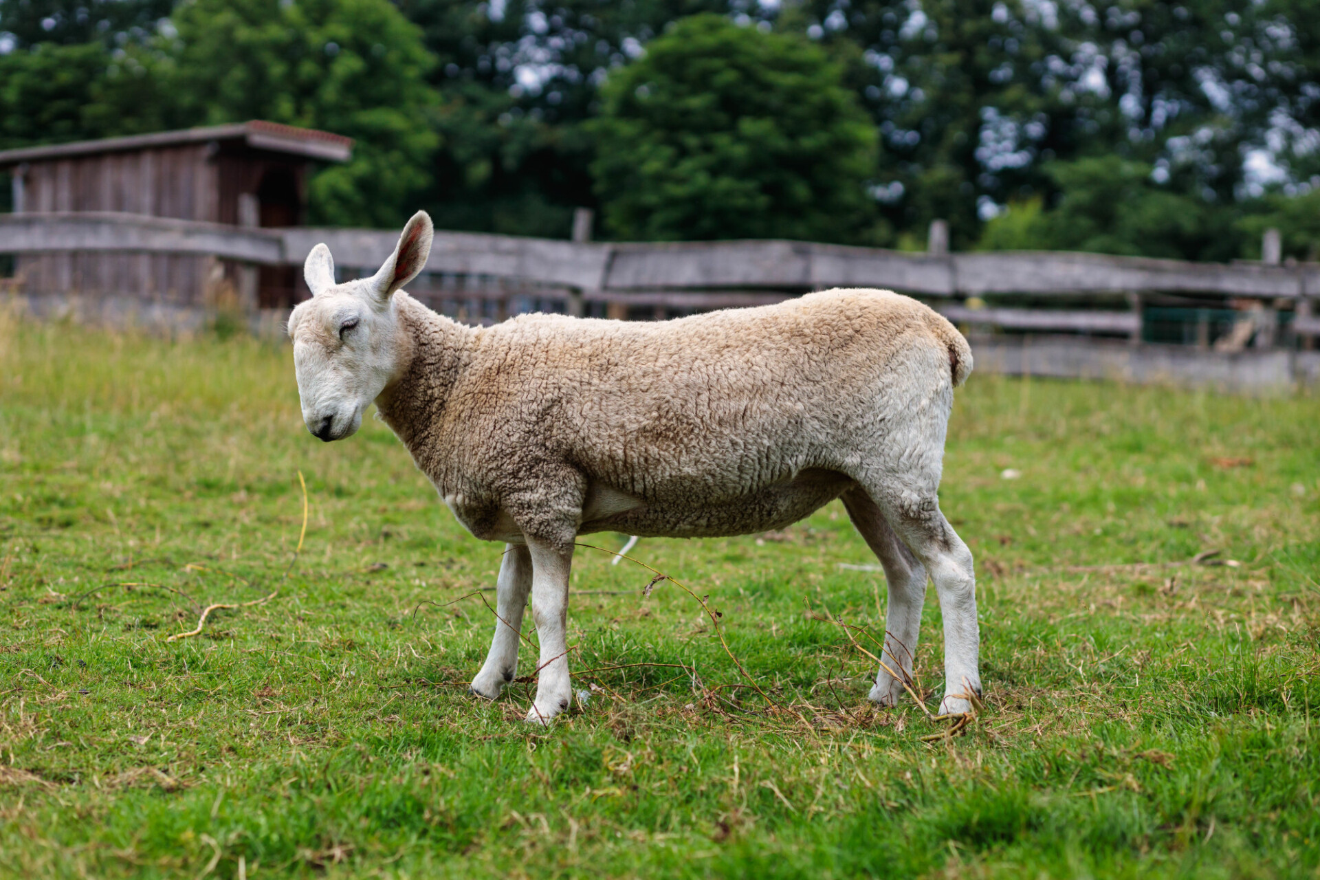 Cute sheep photographed from the side