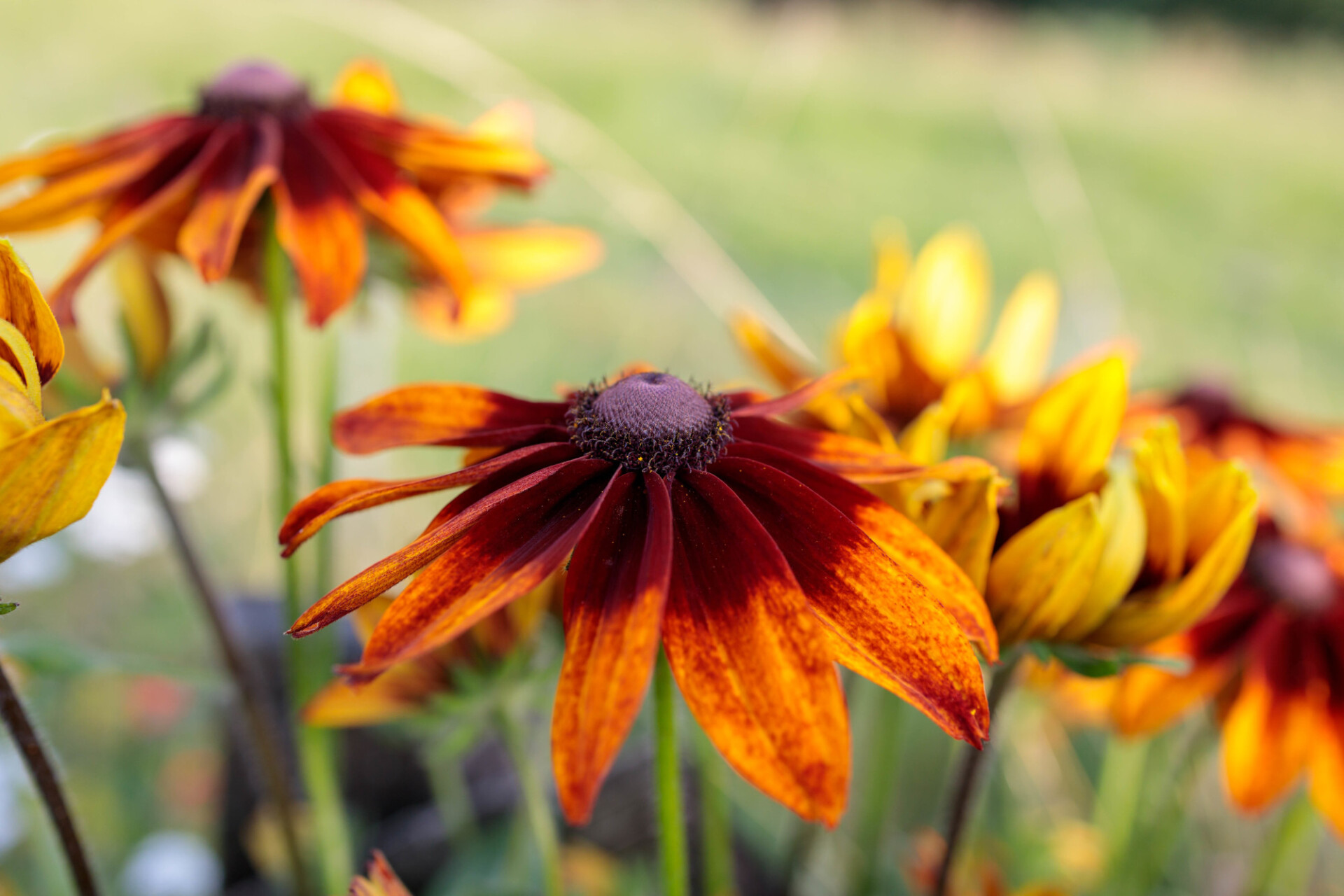 Black-eyed Susan