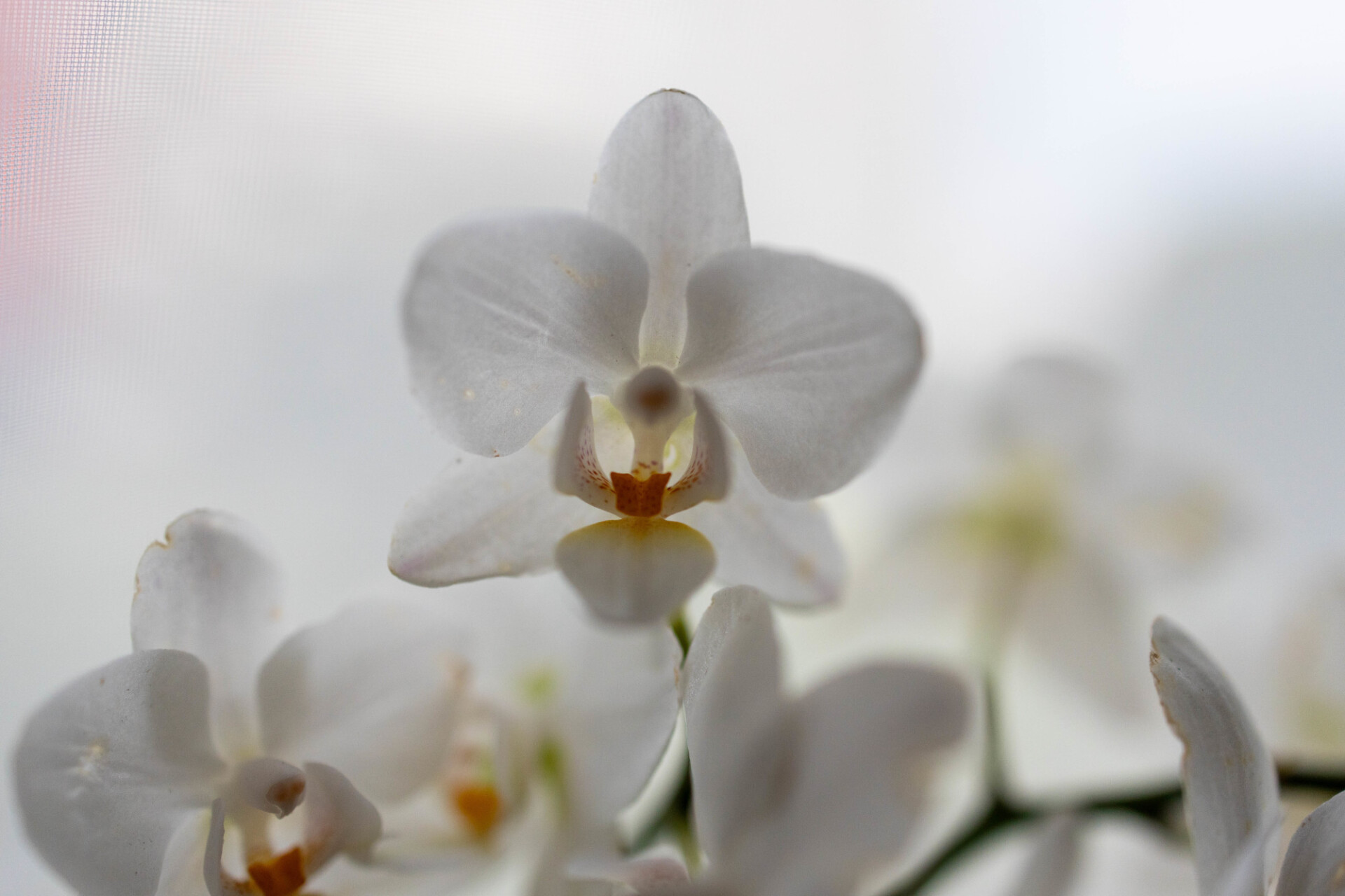 White orchids