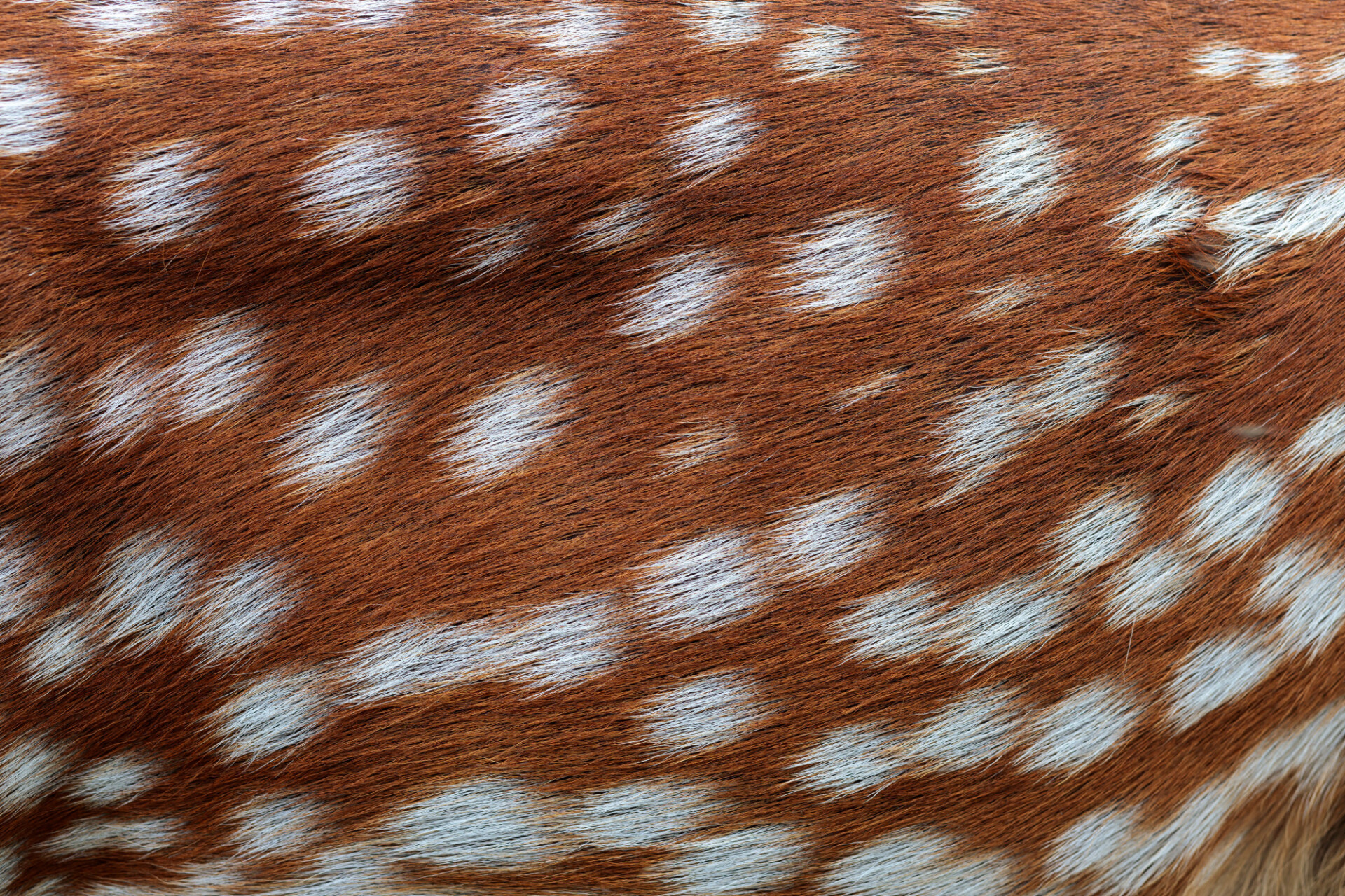 Deerskin texture