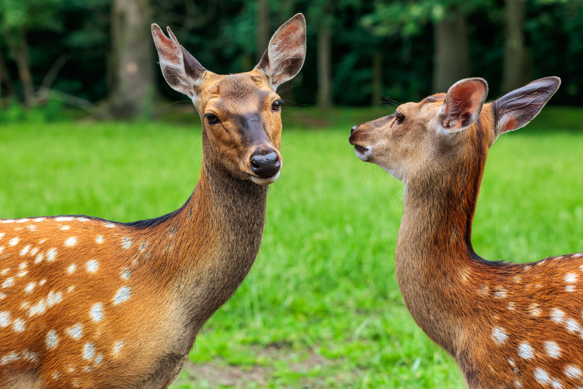 Two beautiful deer