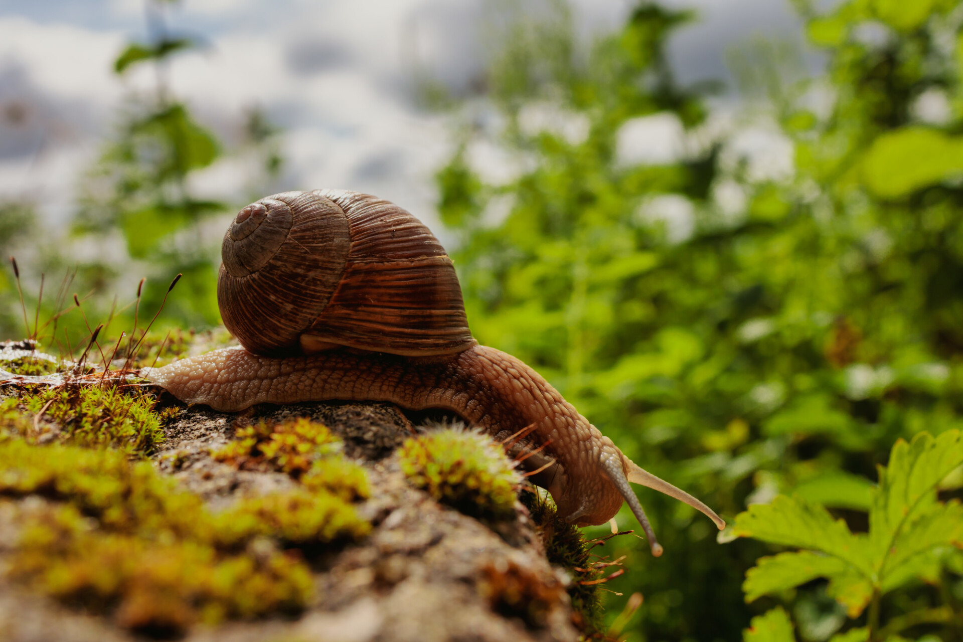 Creeping snail