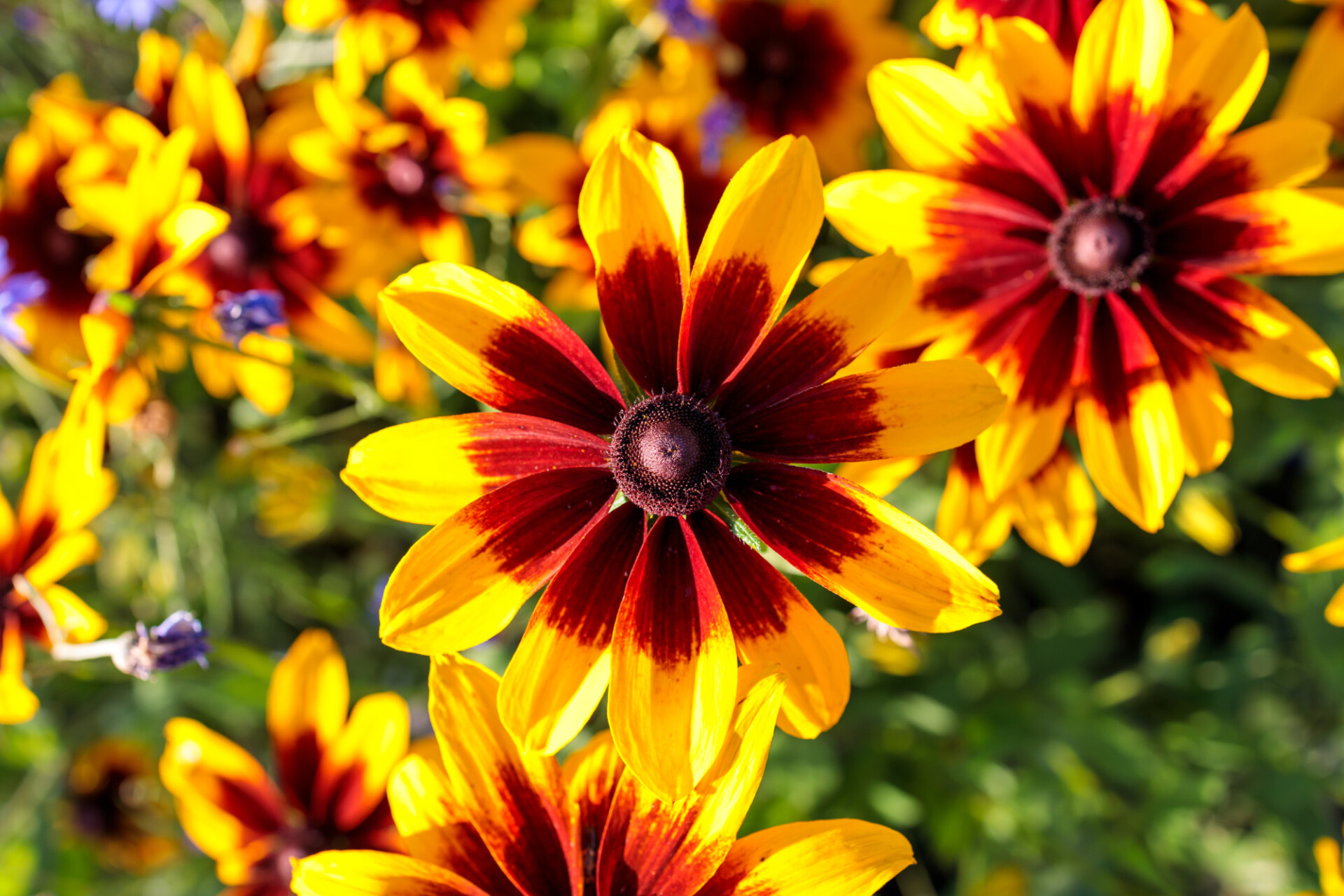 Coneflowers Background