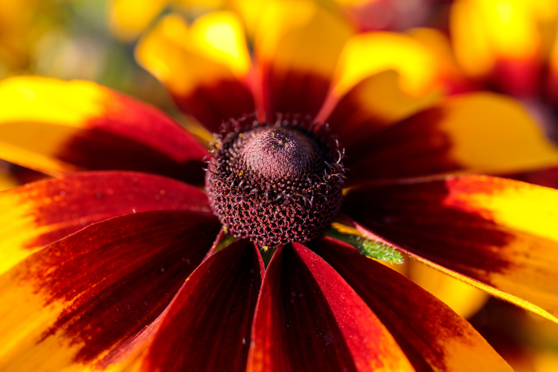 Coneflower Macro