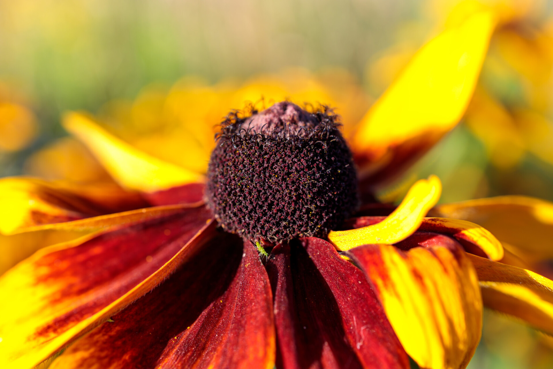 Coneflower