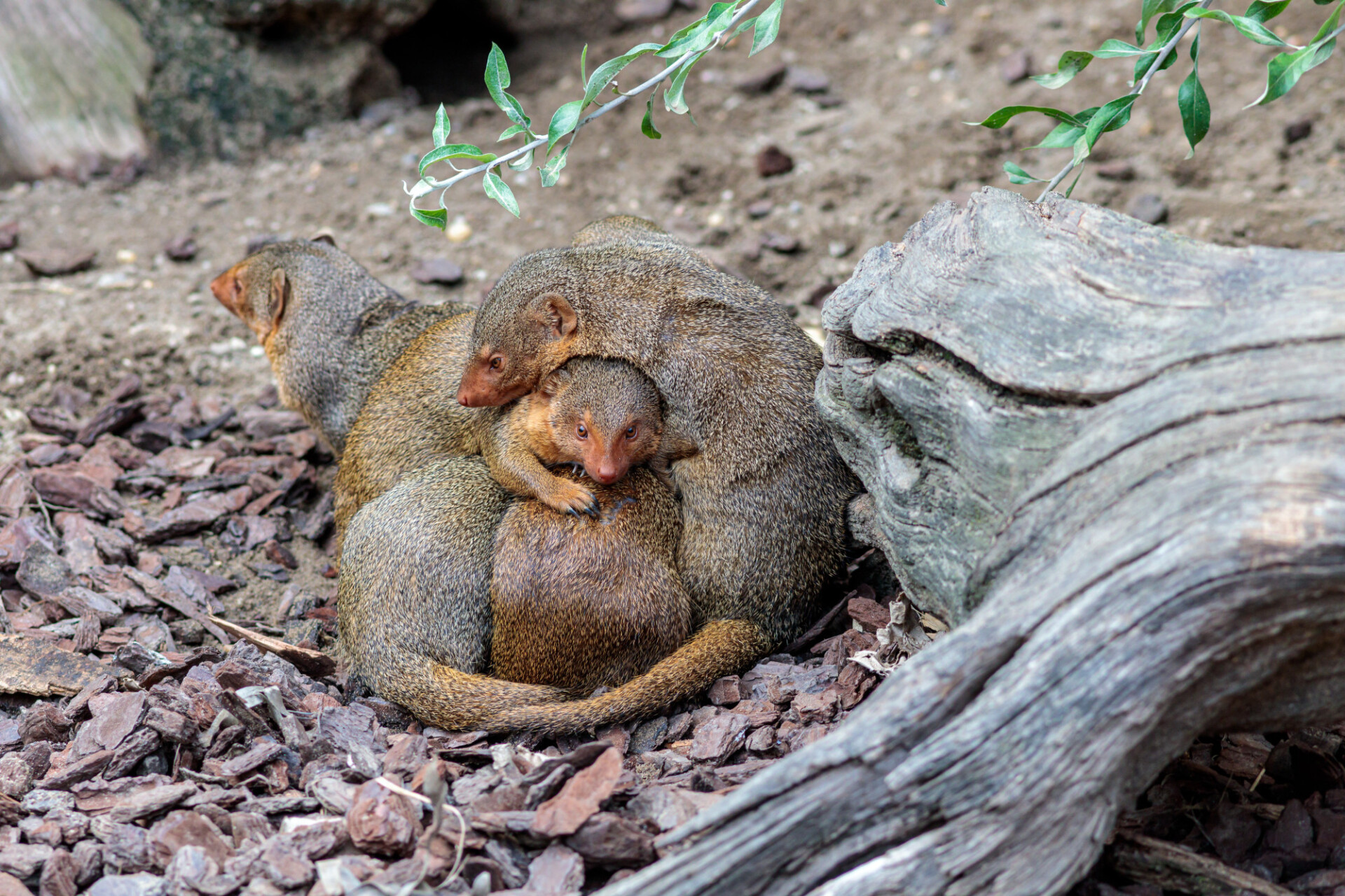 Cuddly Helogale group