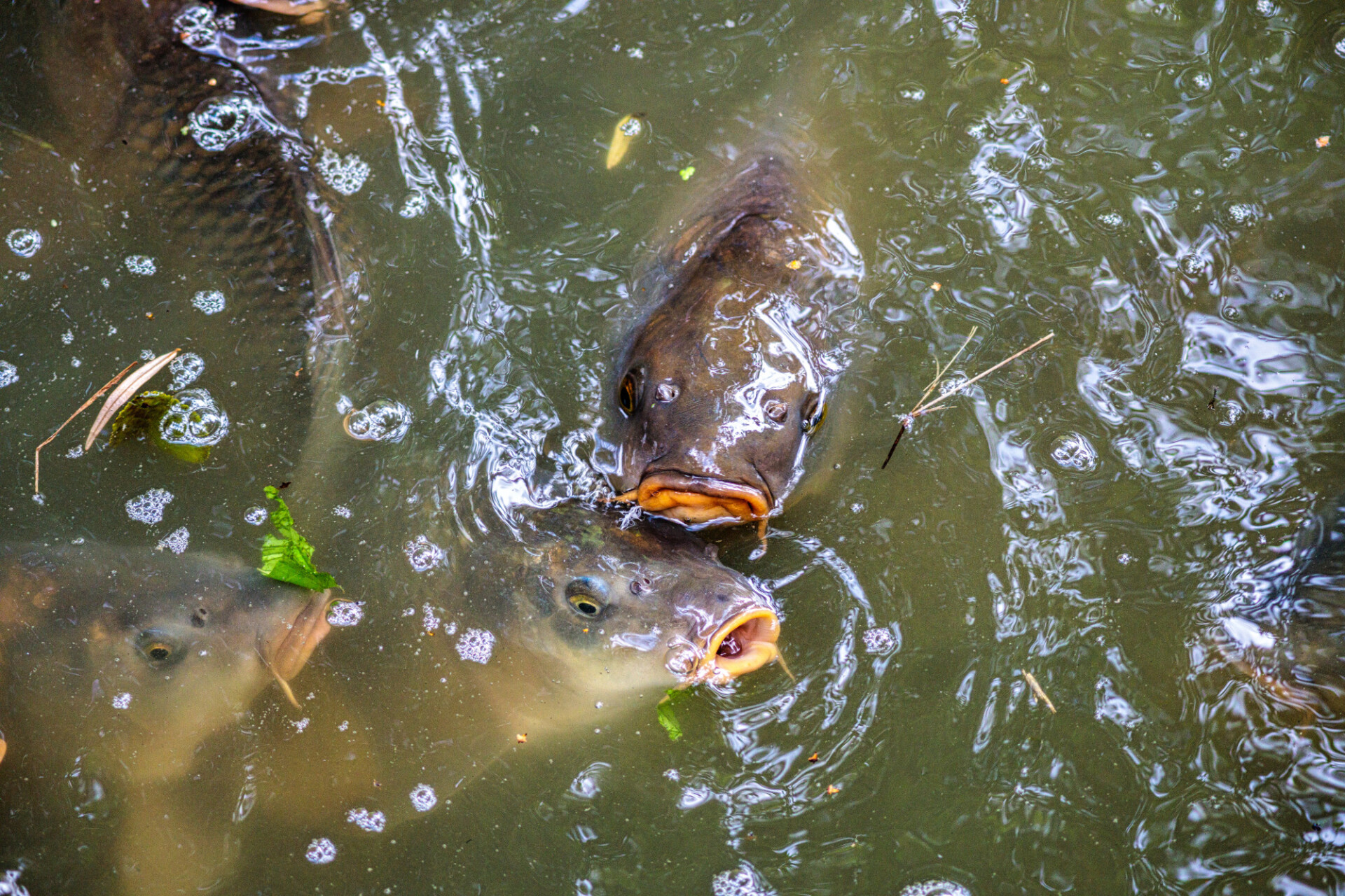 Fish in pond