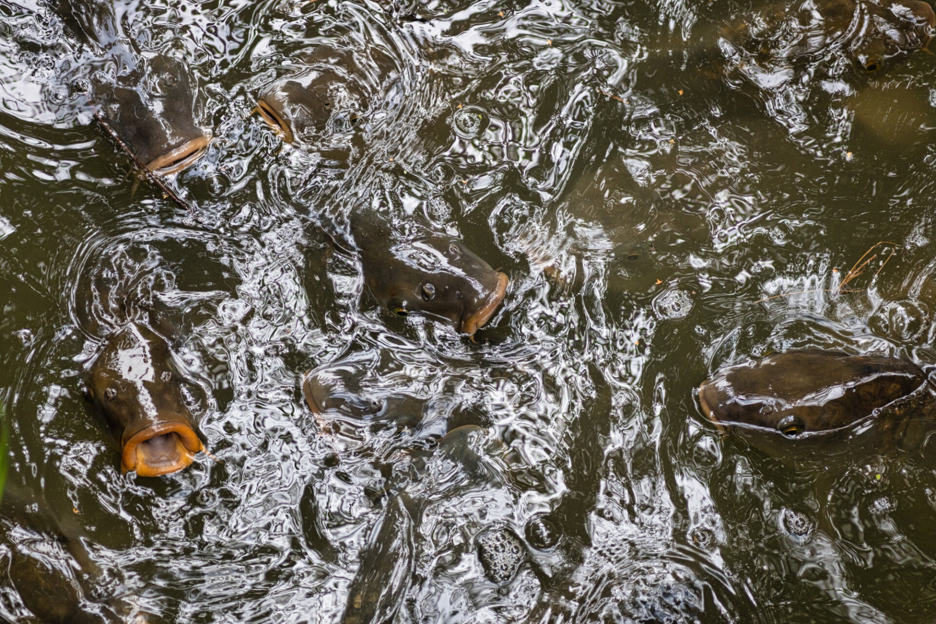 Fish stick their heads out of the water