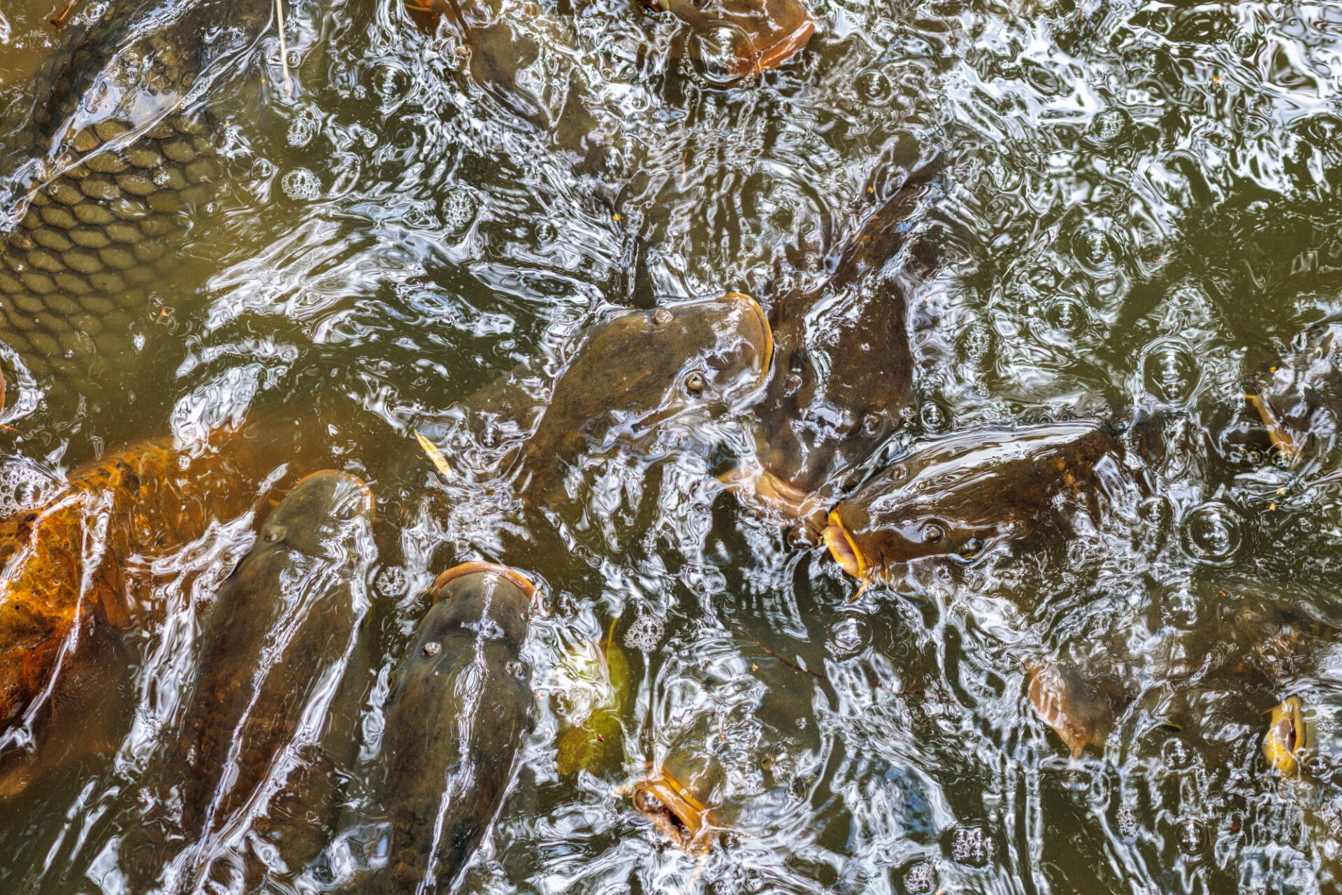 Fish in the pond waiting for feeding