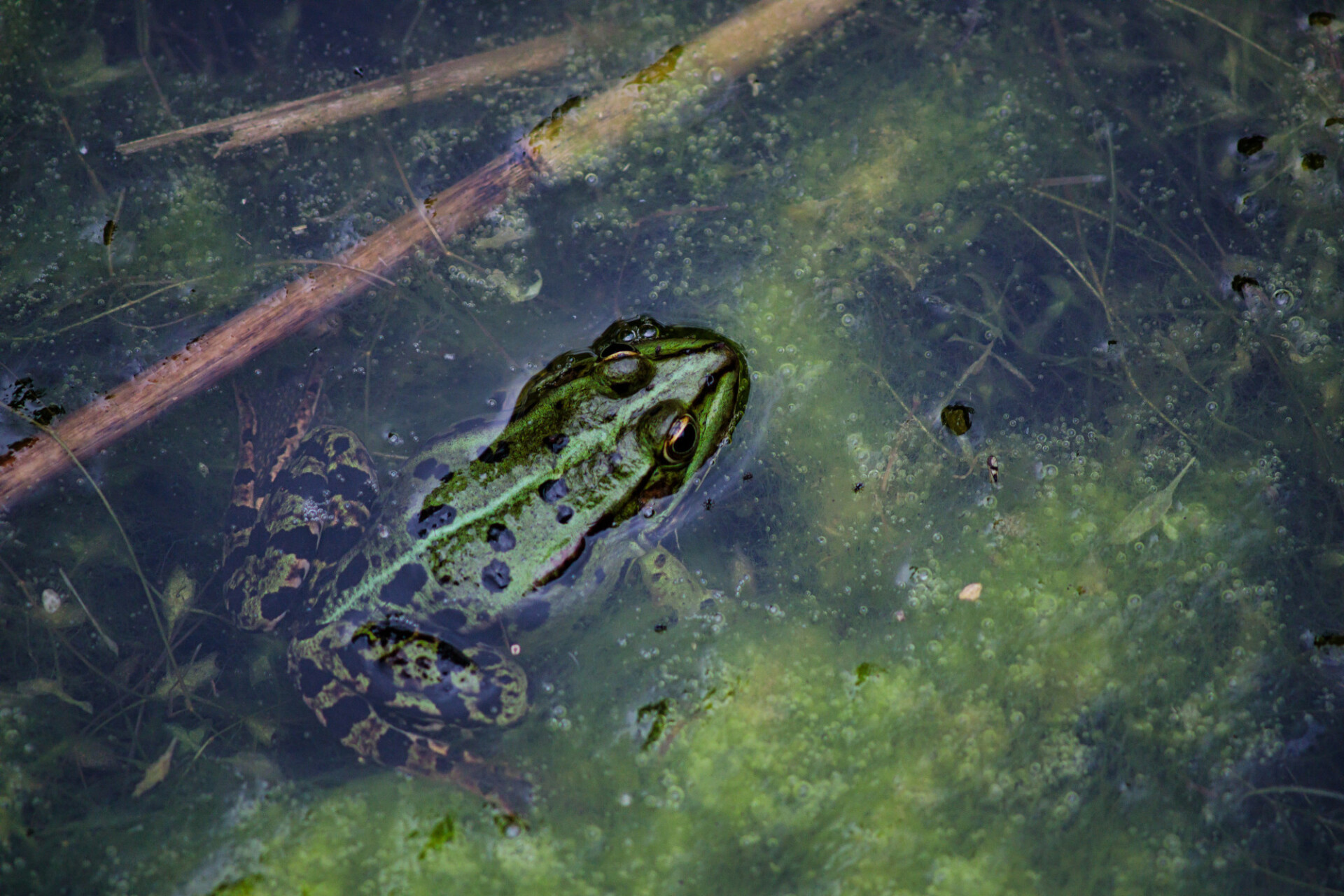Green frog sitting in pond