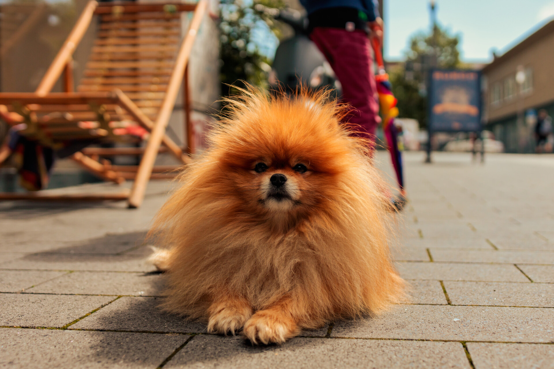 Orange pomeranian dog lying on the pedestrian street