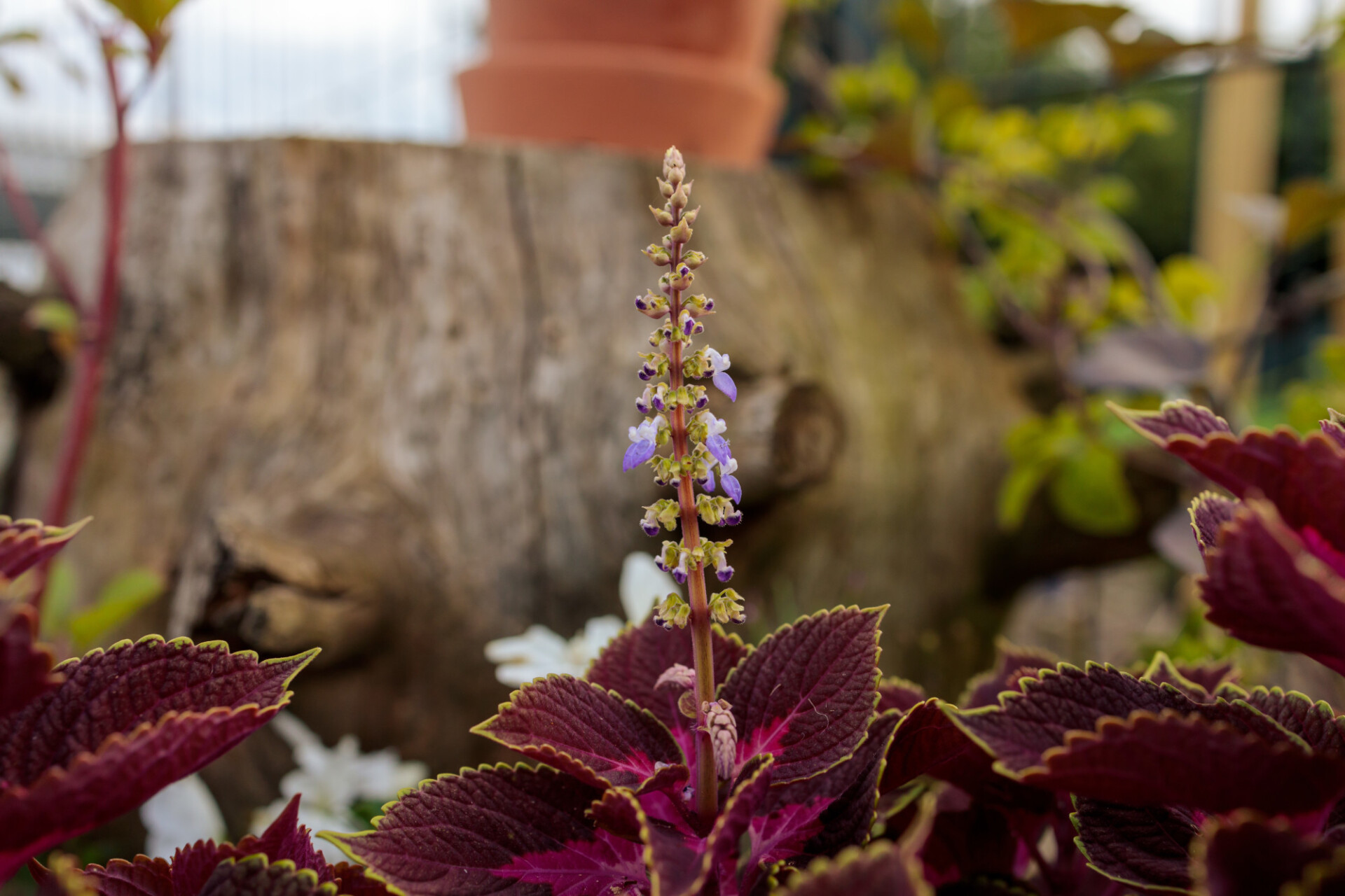 Flowering shiso plant