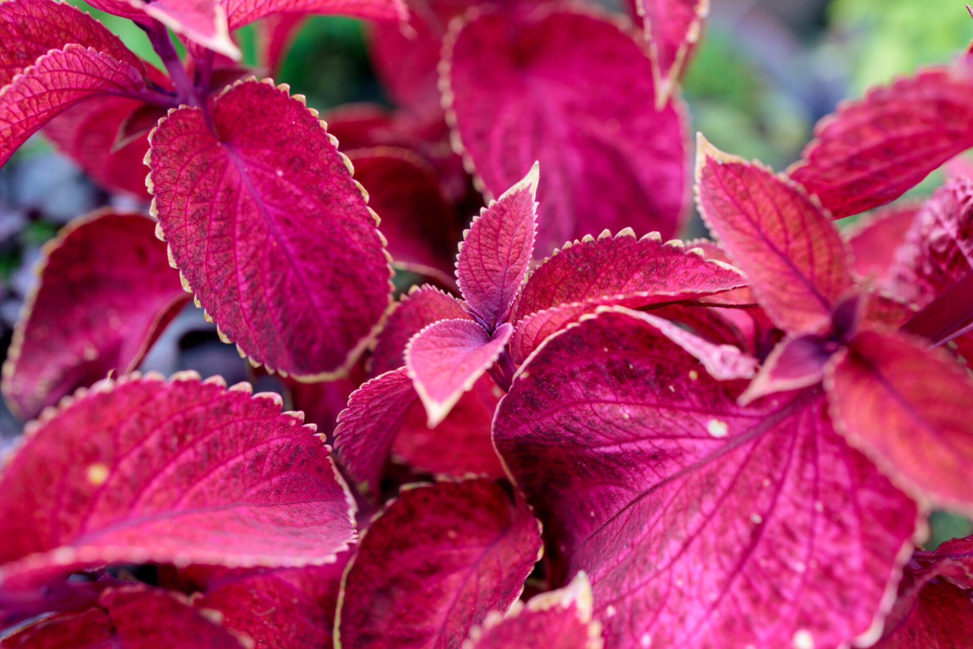 Beefsteak plant leaves