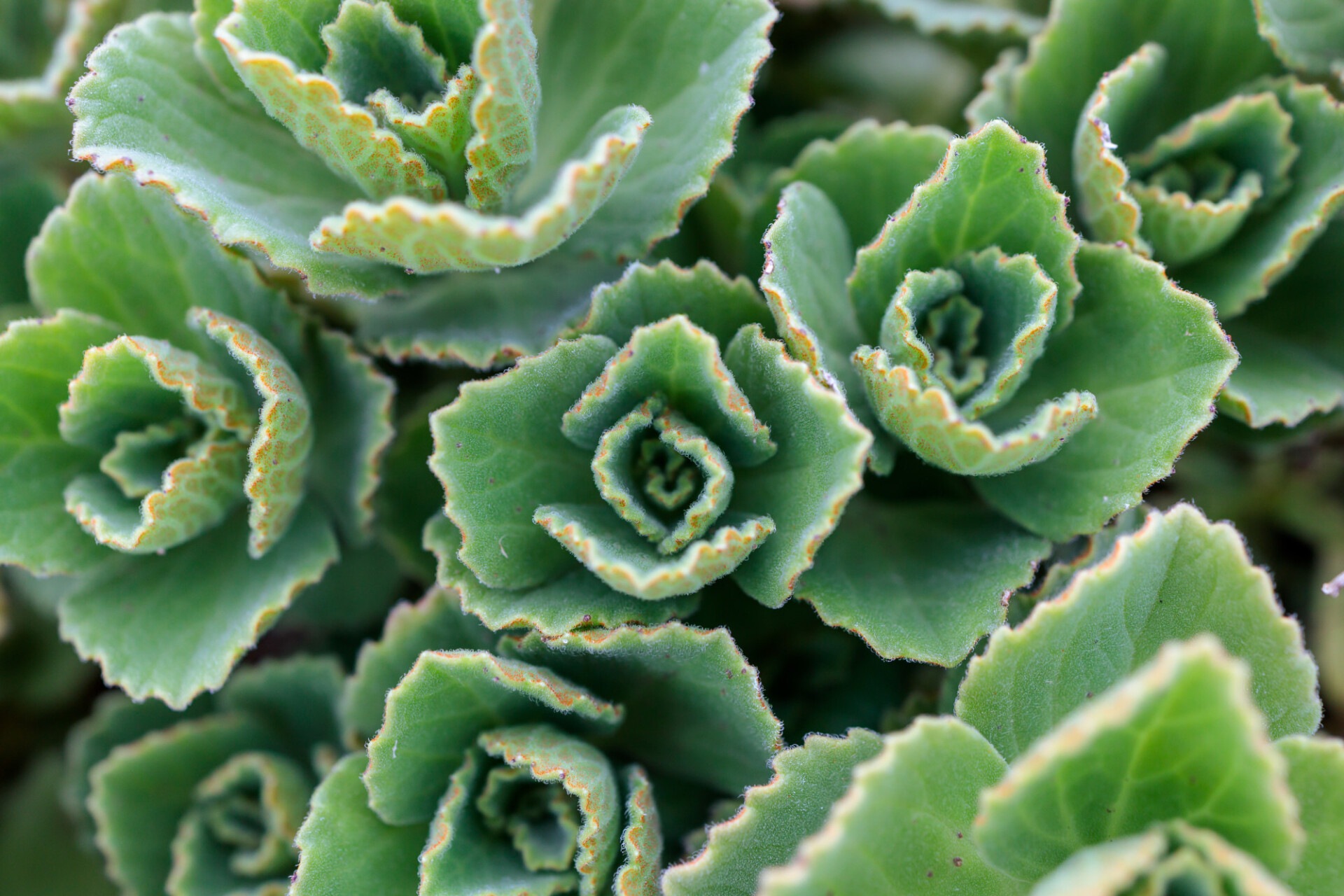 Echeveria Background