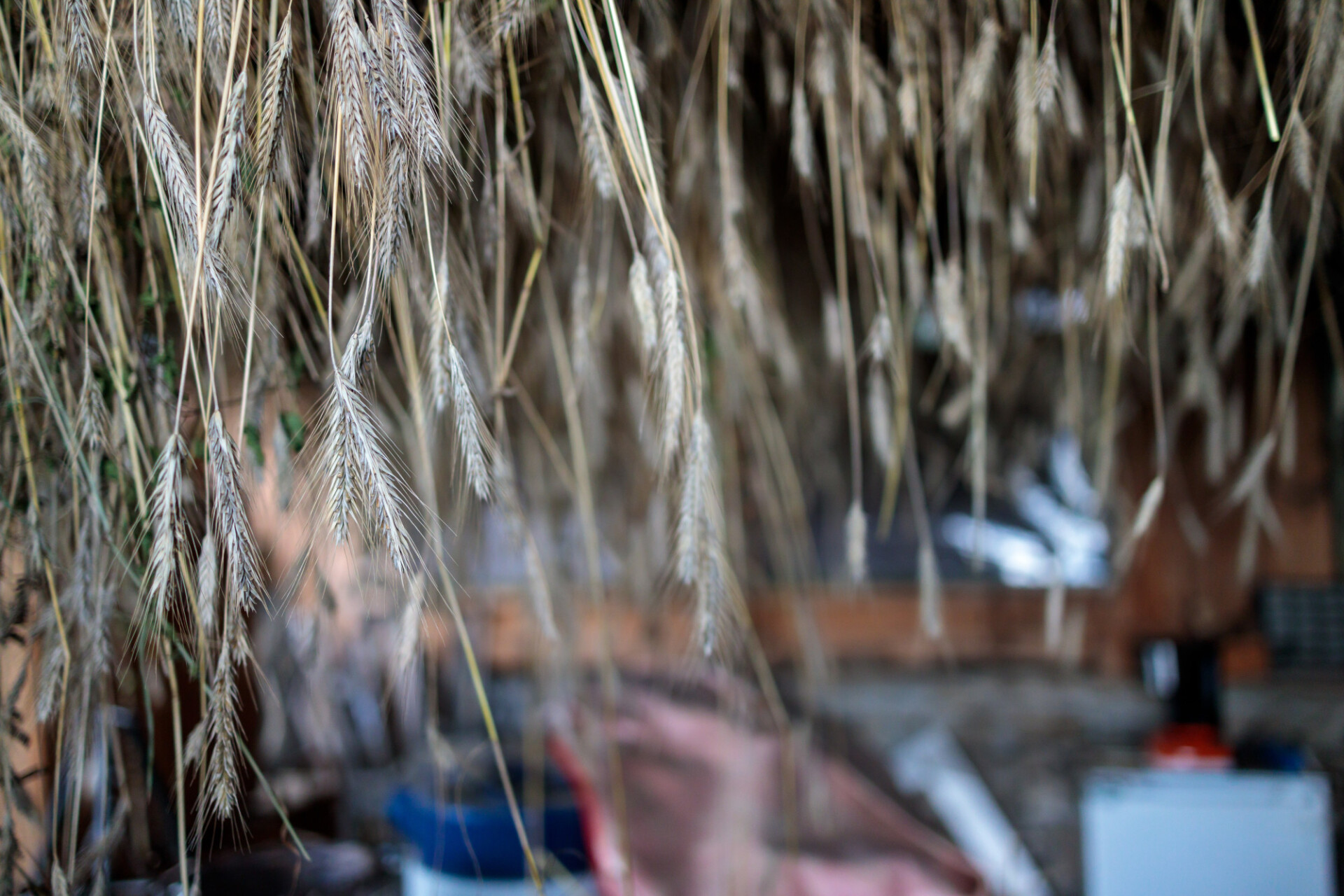 Wheat hung up to dry