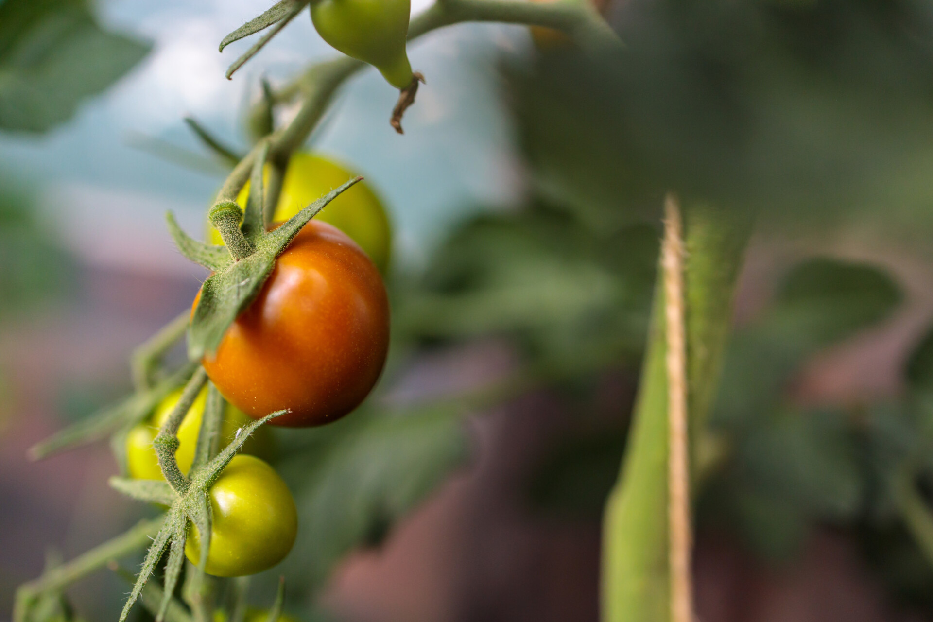 Red ripe tomato between green unripe