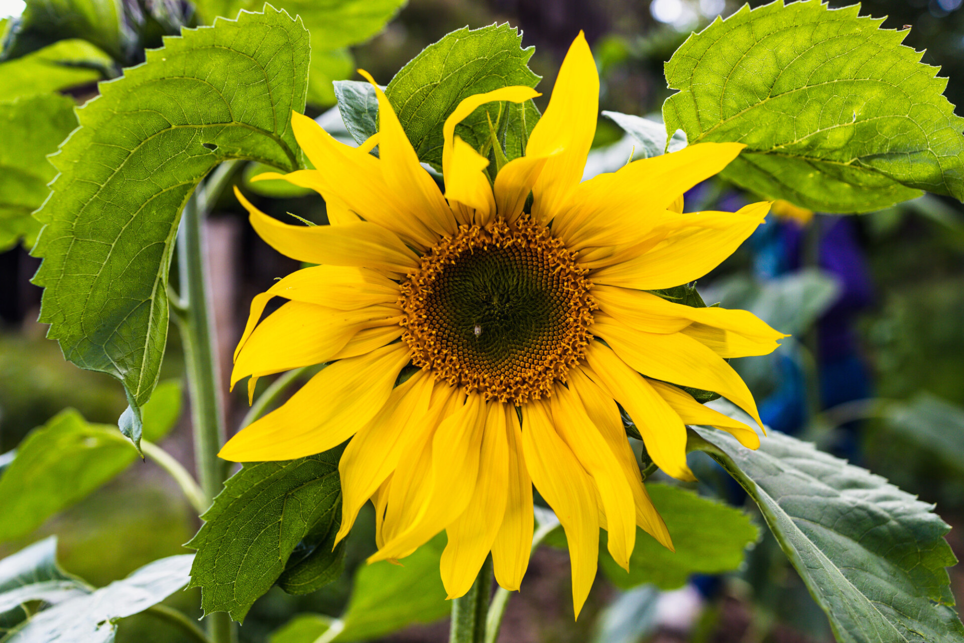 Yellow sunflower in August