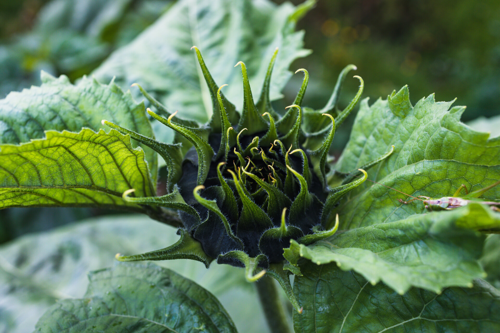 Green bud of a sunflower